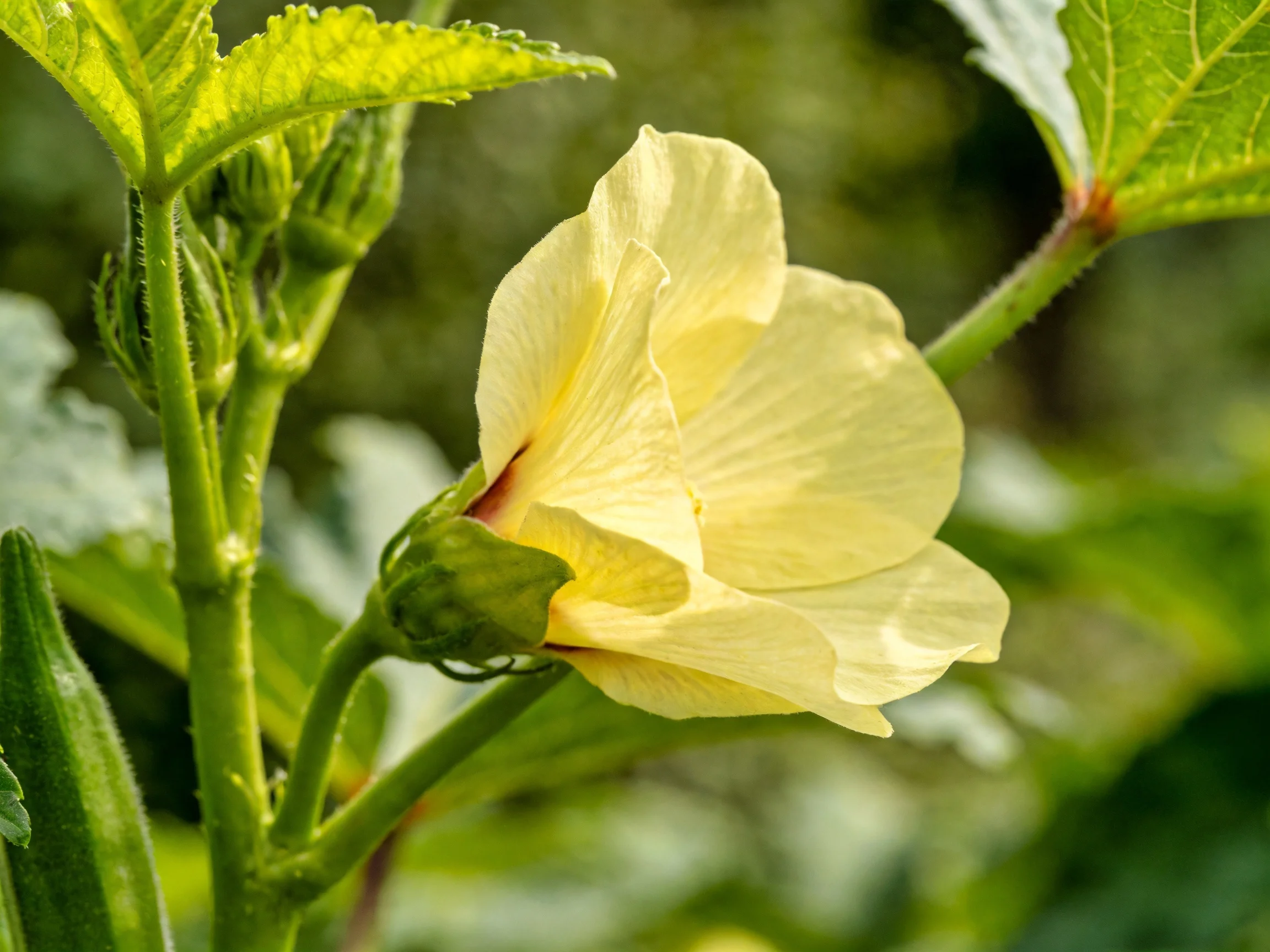Pale-yellow hibiscus flower blooming amid green foliage and buds