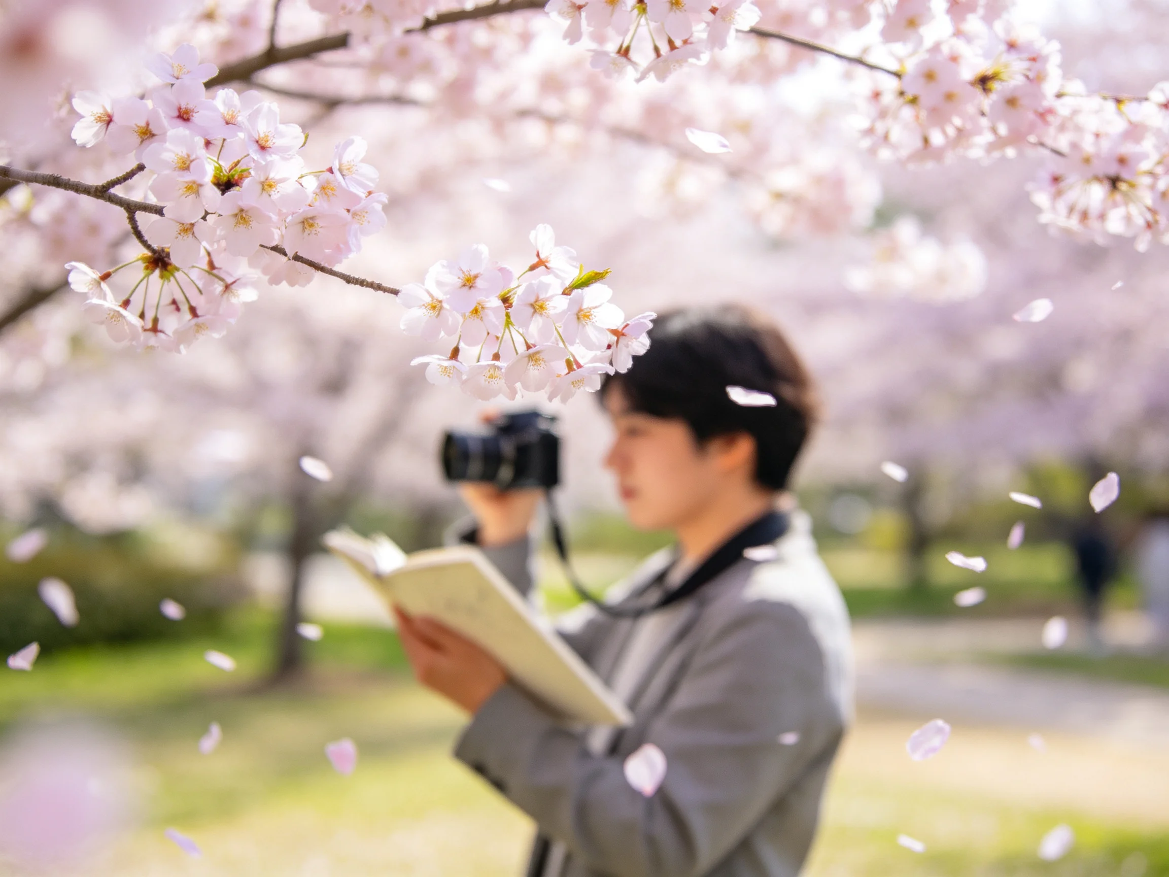 Person photographing cherry blossoms while reading under blooming pink flowers