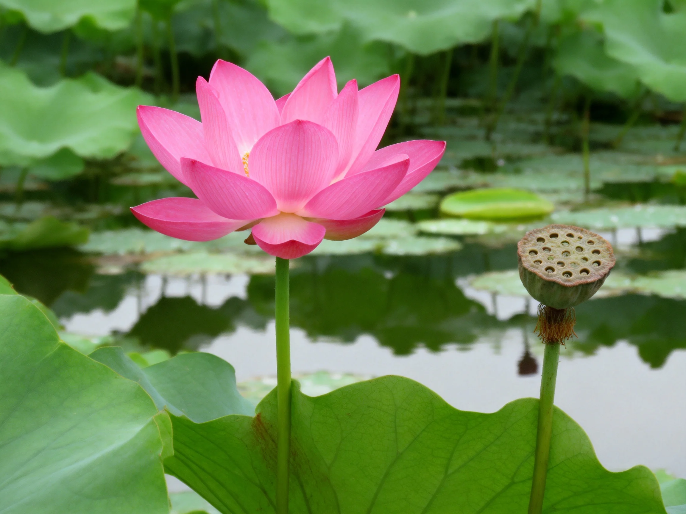 Pink Lotus Flower and Seed Pod Among Green Lily Pads