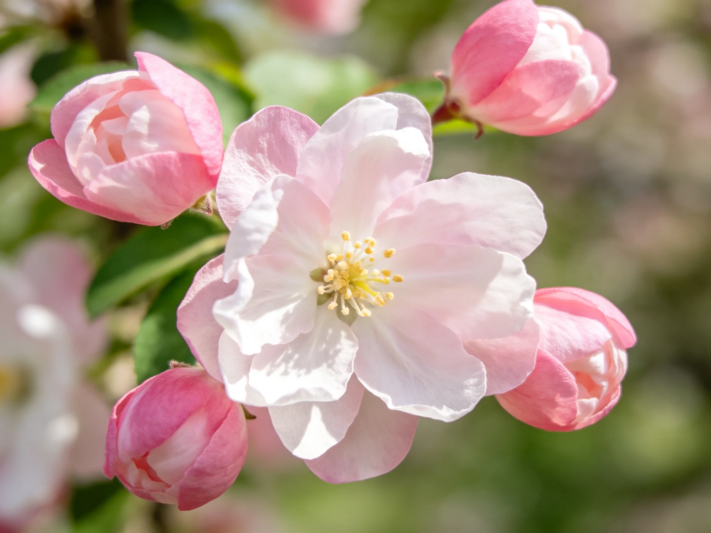 Pink and white apple blossoms with green foliage in soft focus