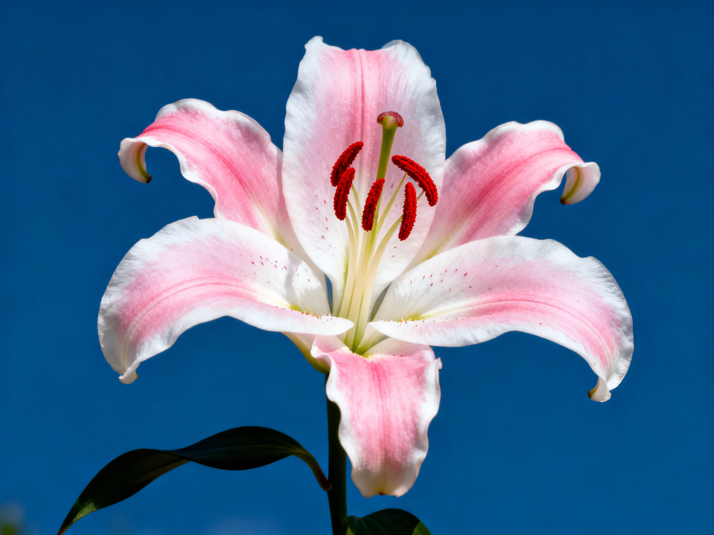 Pink and white lily with red stamens against deep blue background
