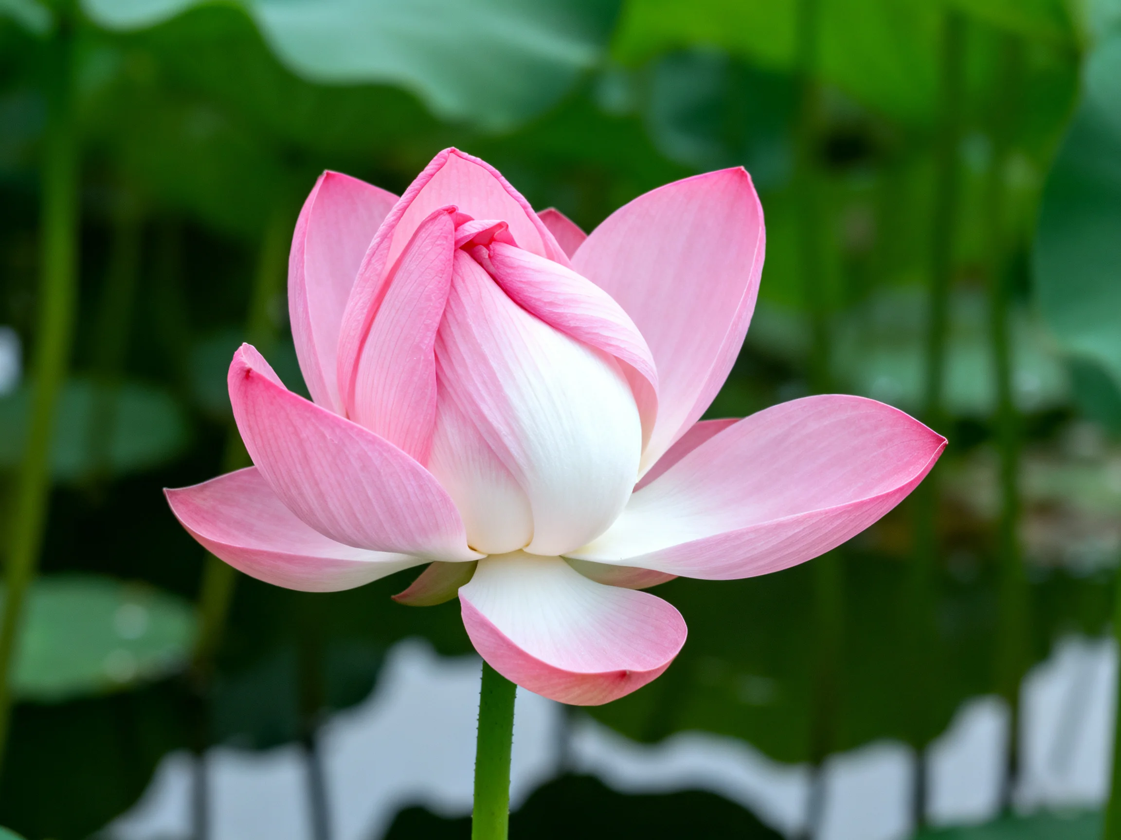 A pink and white lotus blooms amid green foliage.