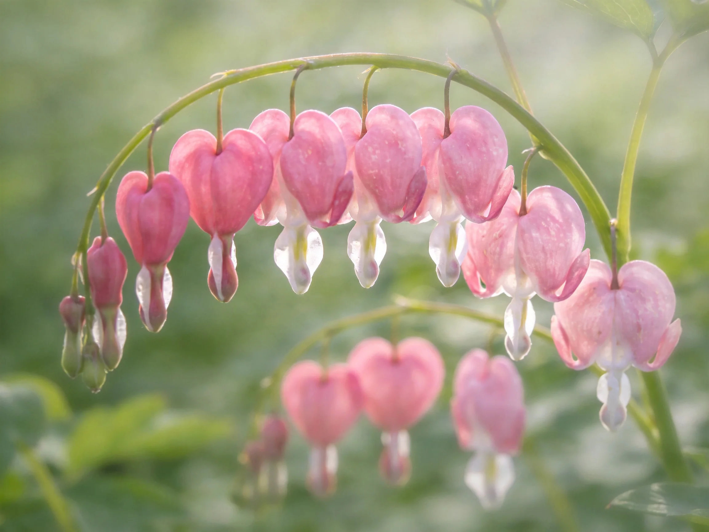 Pink bleeding heart flowers hang from curved green stems