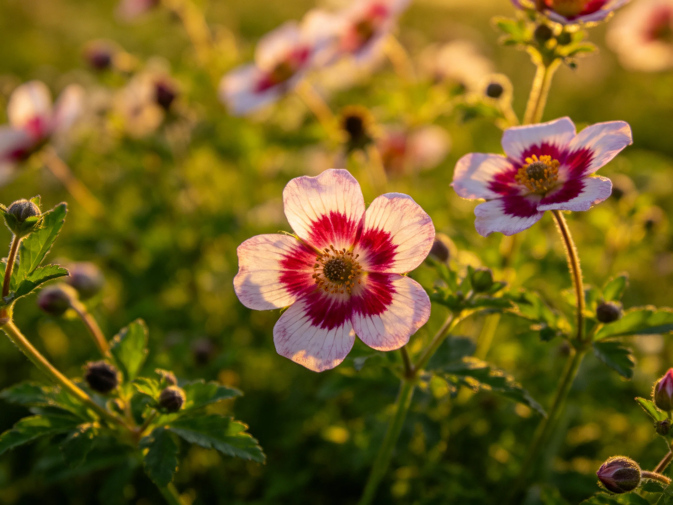 Pink-centered flowers bloom amid lush green foliage under golden light.