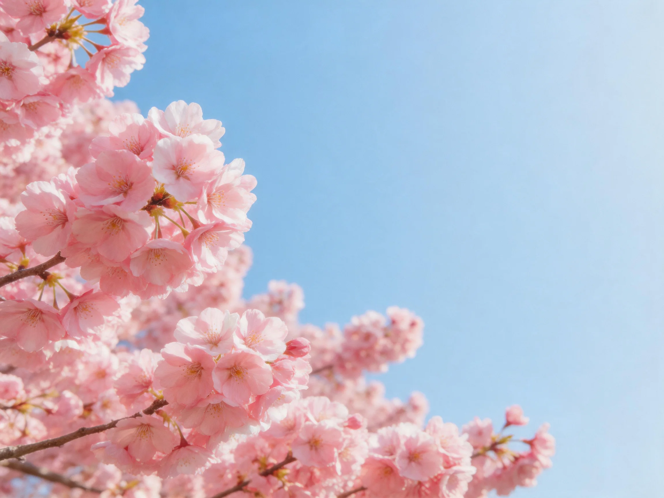 Pink cherry blossom clusters bloom against a clear blue sky