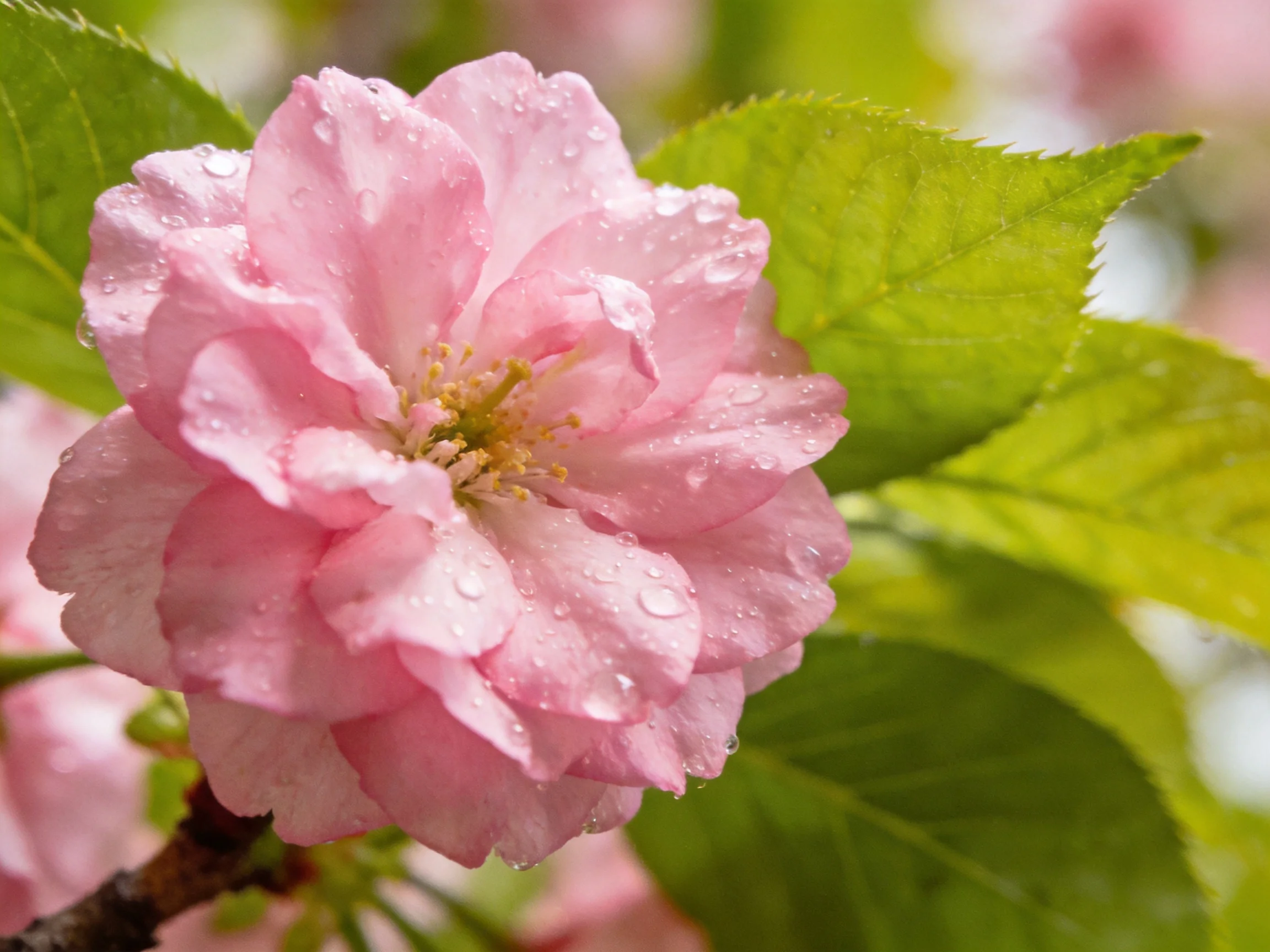 Pink cherry blossom with dew drops and vibrant green leaves