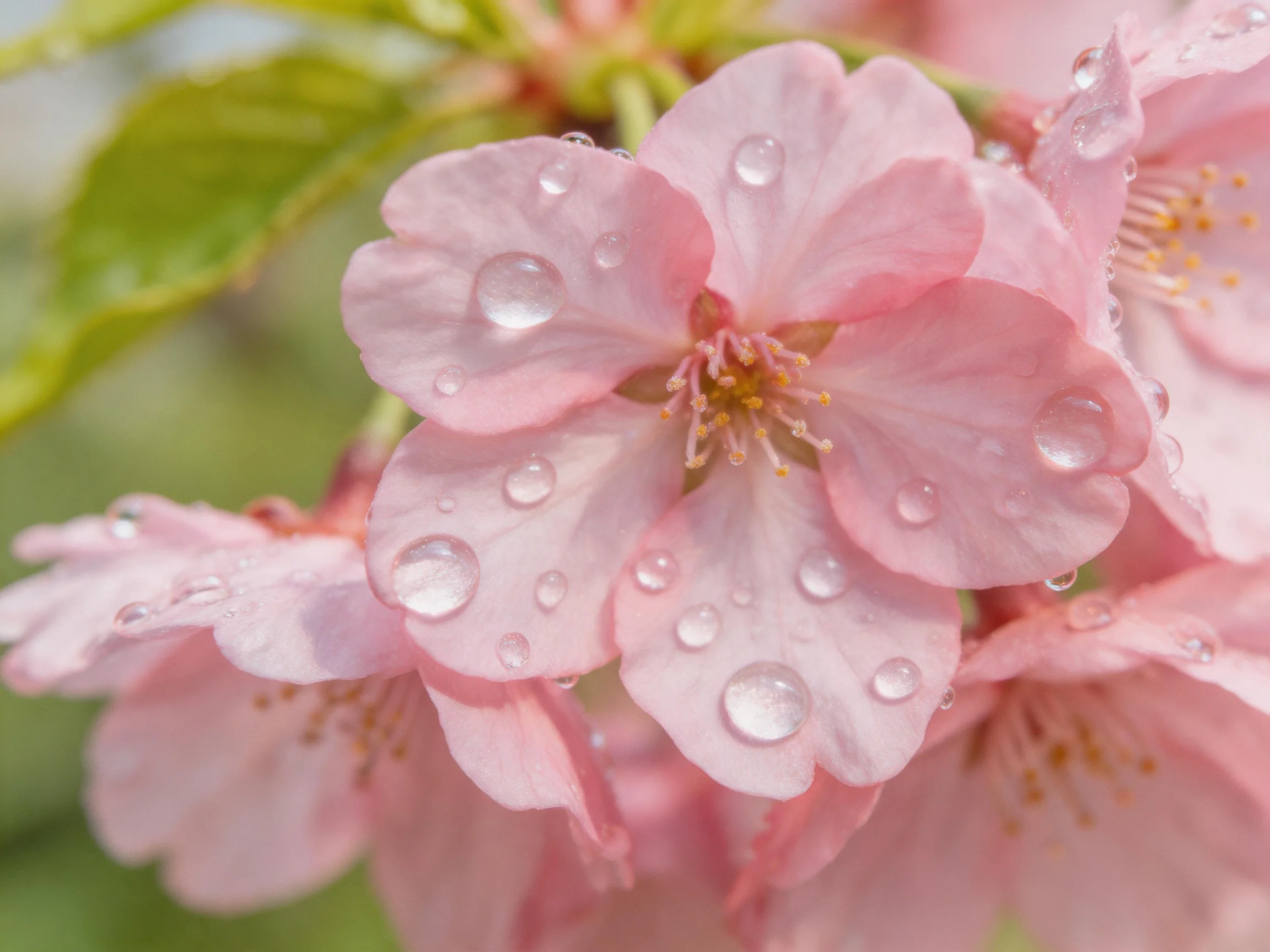 Pink cherry blossoms with glistening water droplets and green leaves