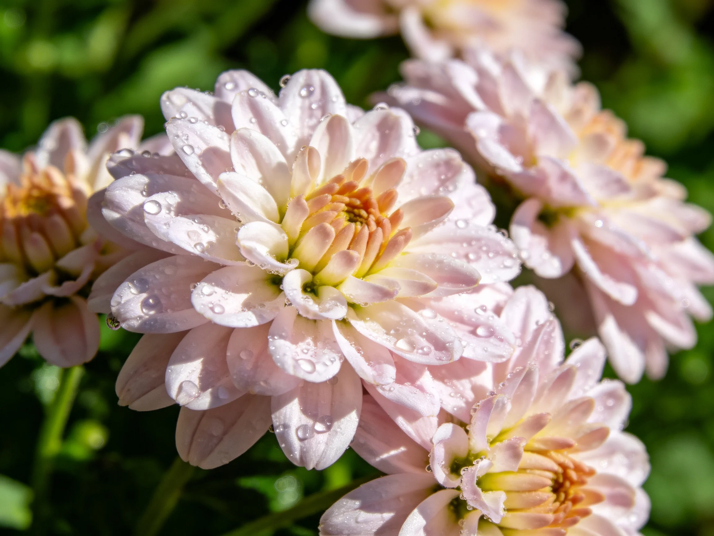 Pink chrysanthemums with water droplets in sunlit garden
