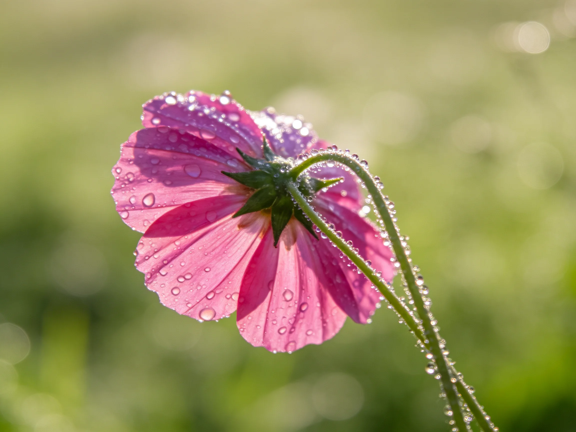 Pink cosmos flower with glistening water droplets against soft green bokeh