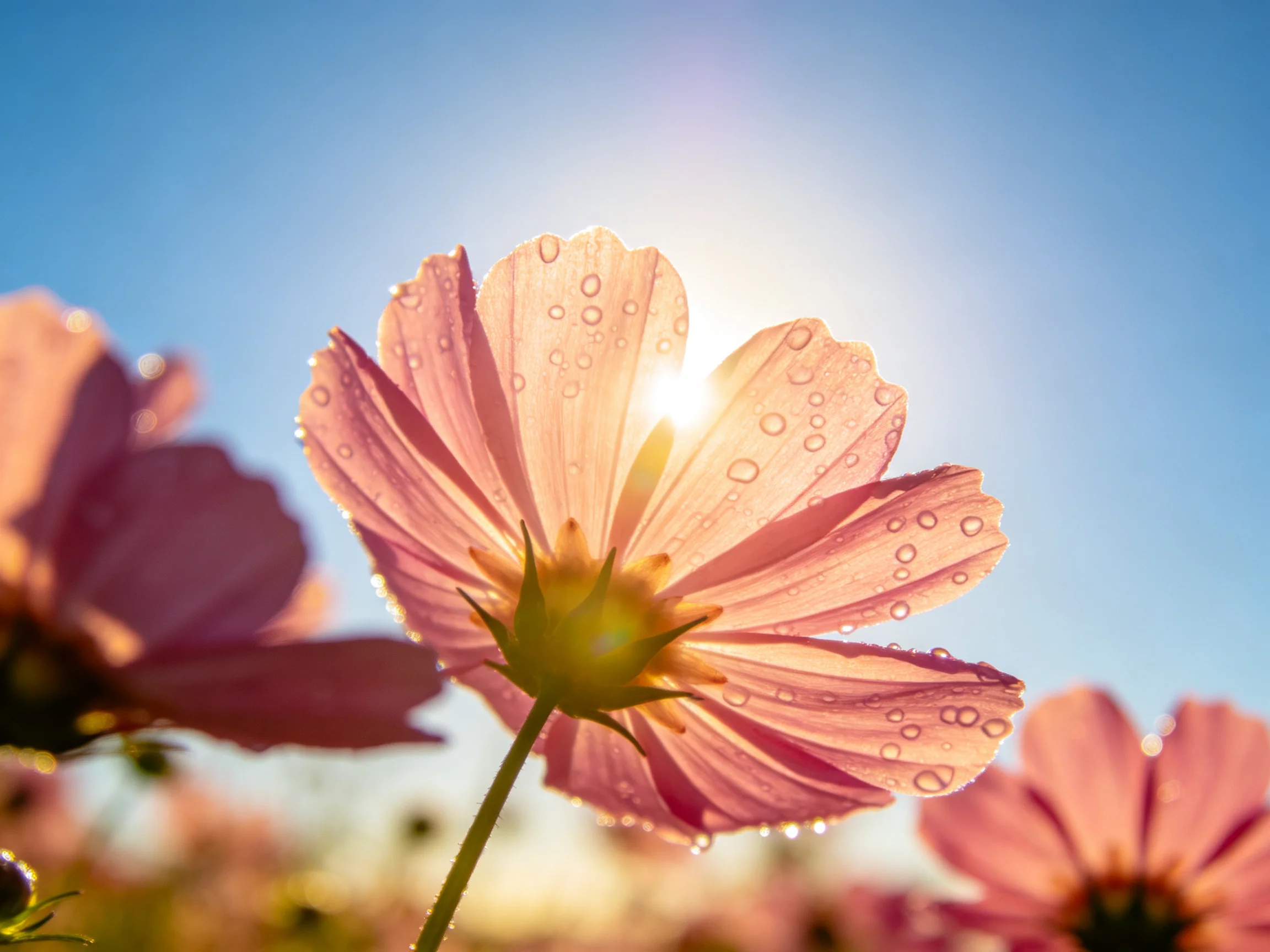 Pink cosmos flowers with dewdrops glow under sunlight against a clear blue sky.