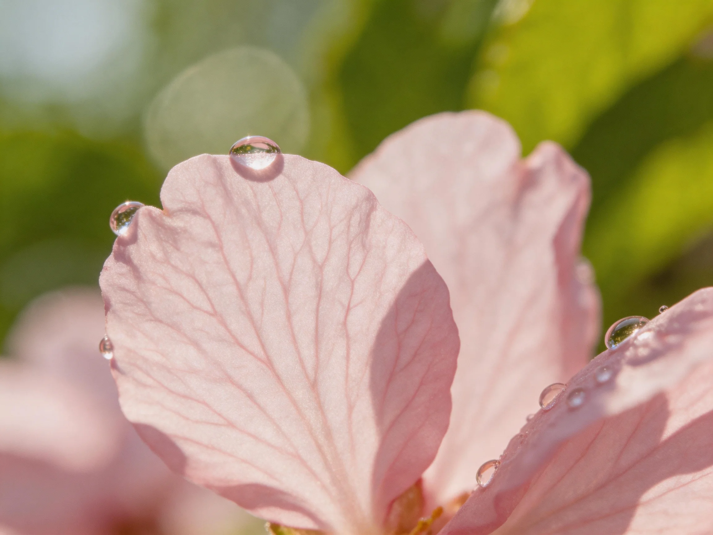 Pink flower petals adorned with glistening water droplets