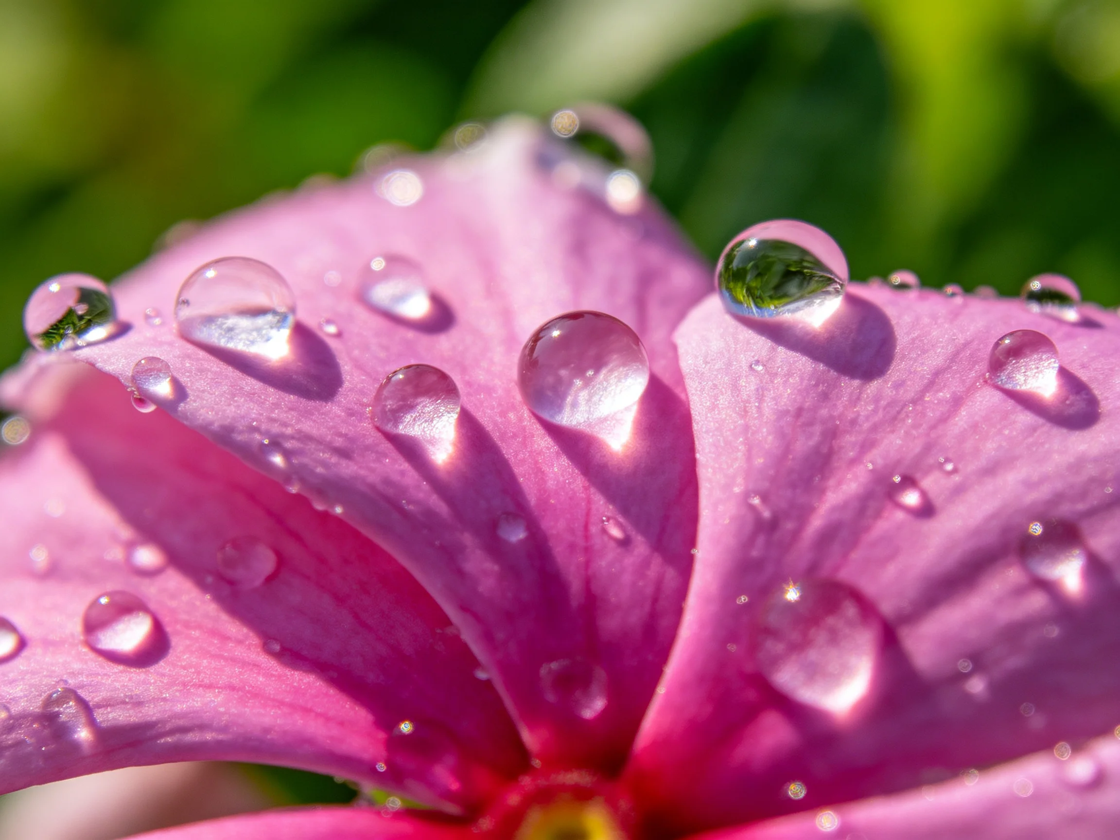 Pink flower petals with multiple clear water droplets