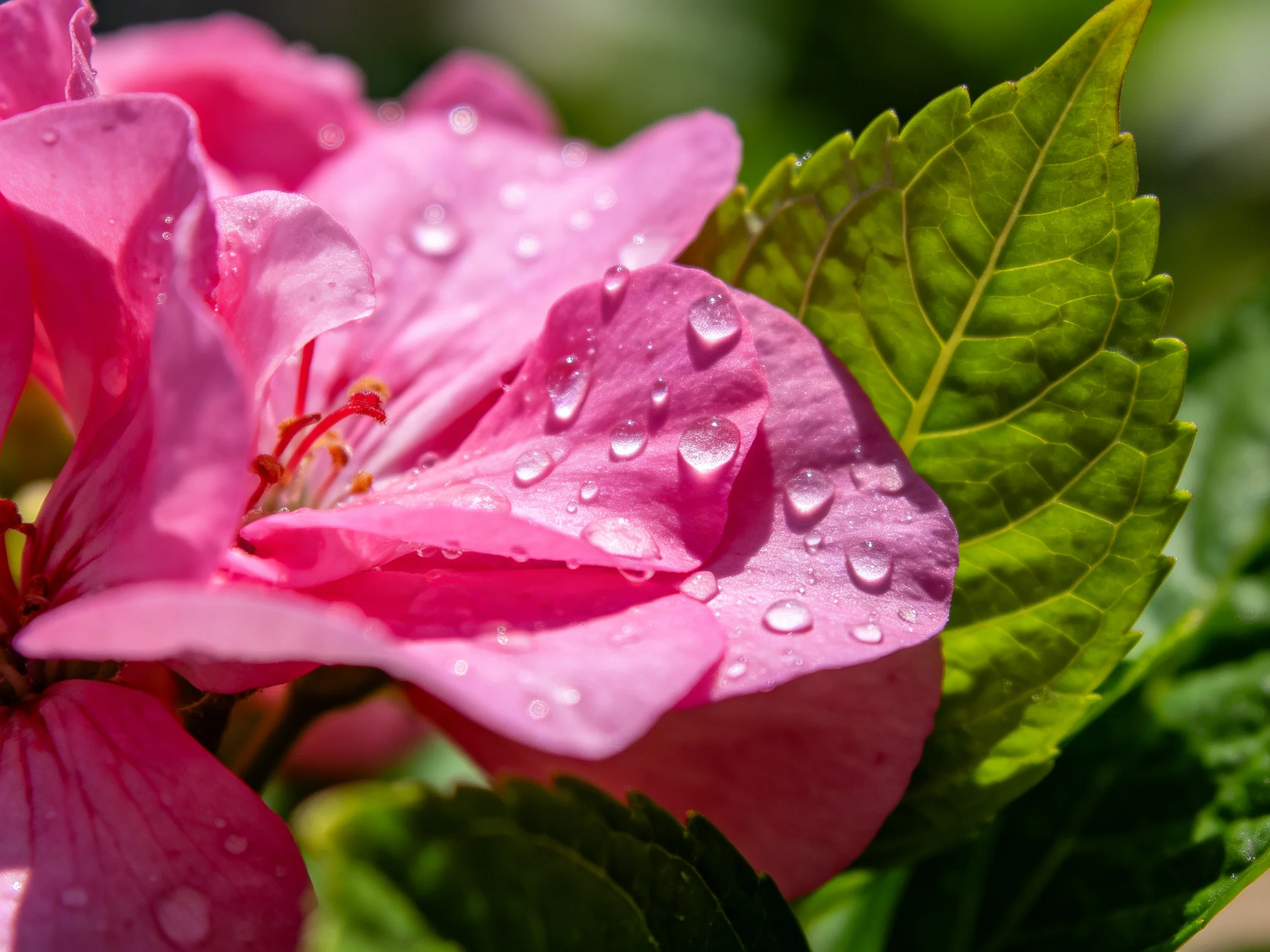 Pink flower petals with water droplets beside vibrant green leaves