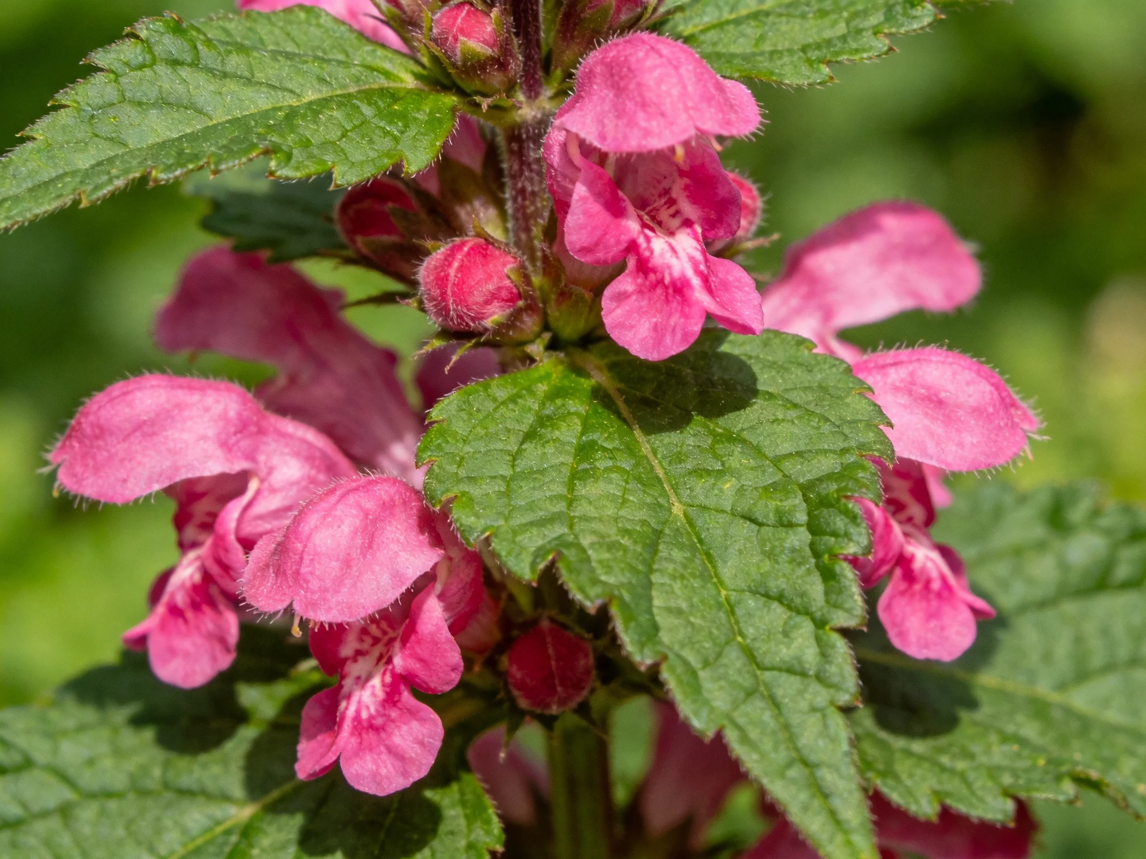 Pink flowering plant with serrated green leaves in natural light