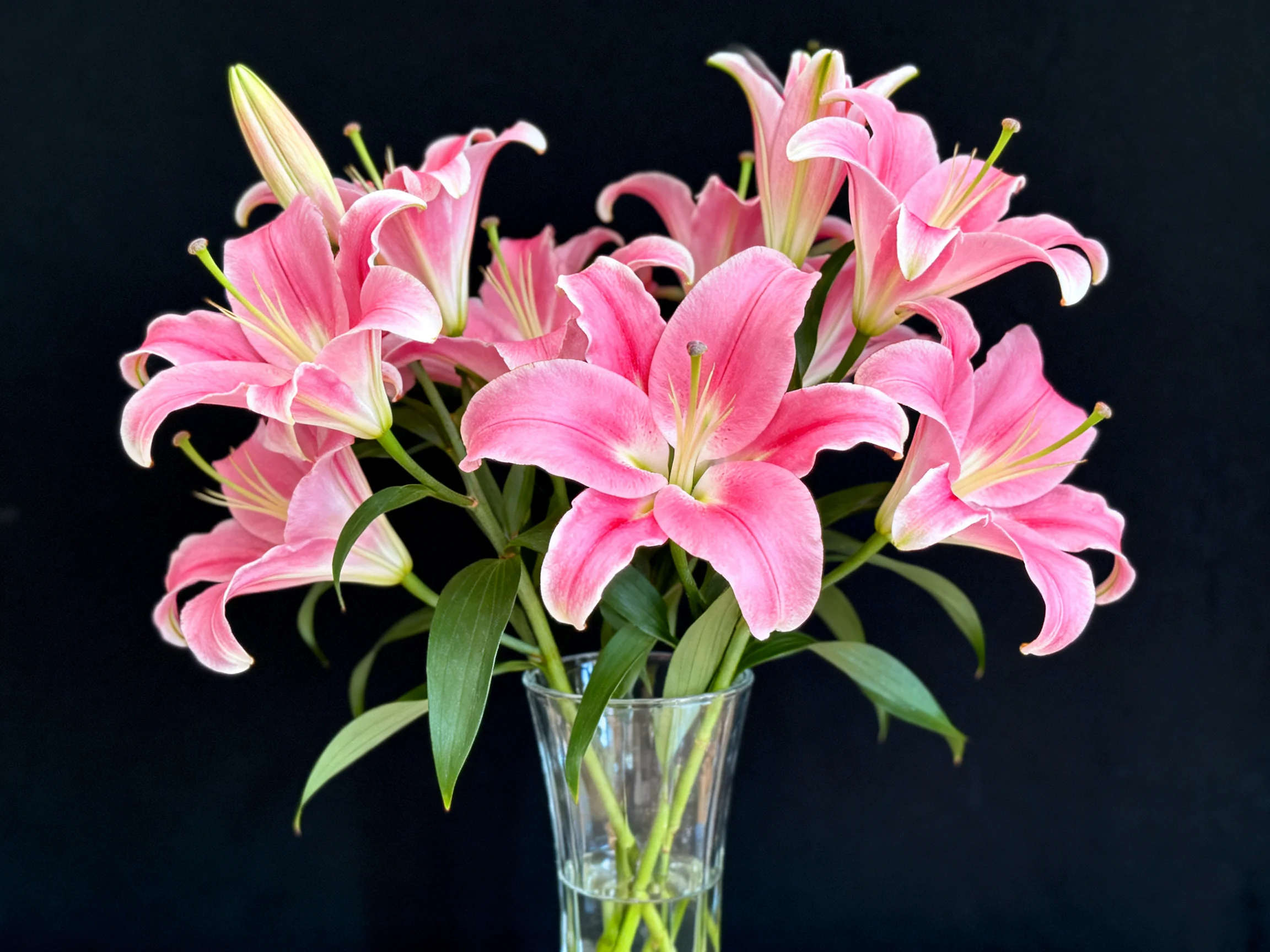 Pink lilies arranged in a glass vase against a dark backdrop