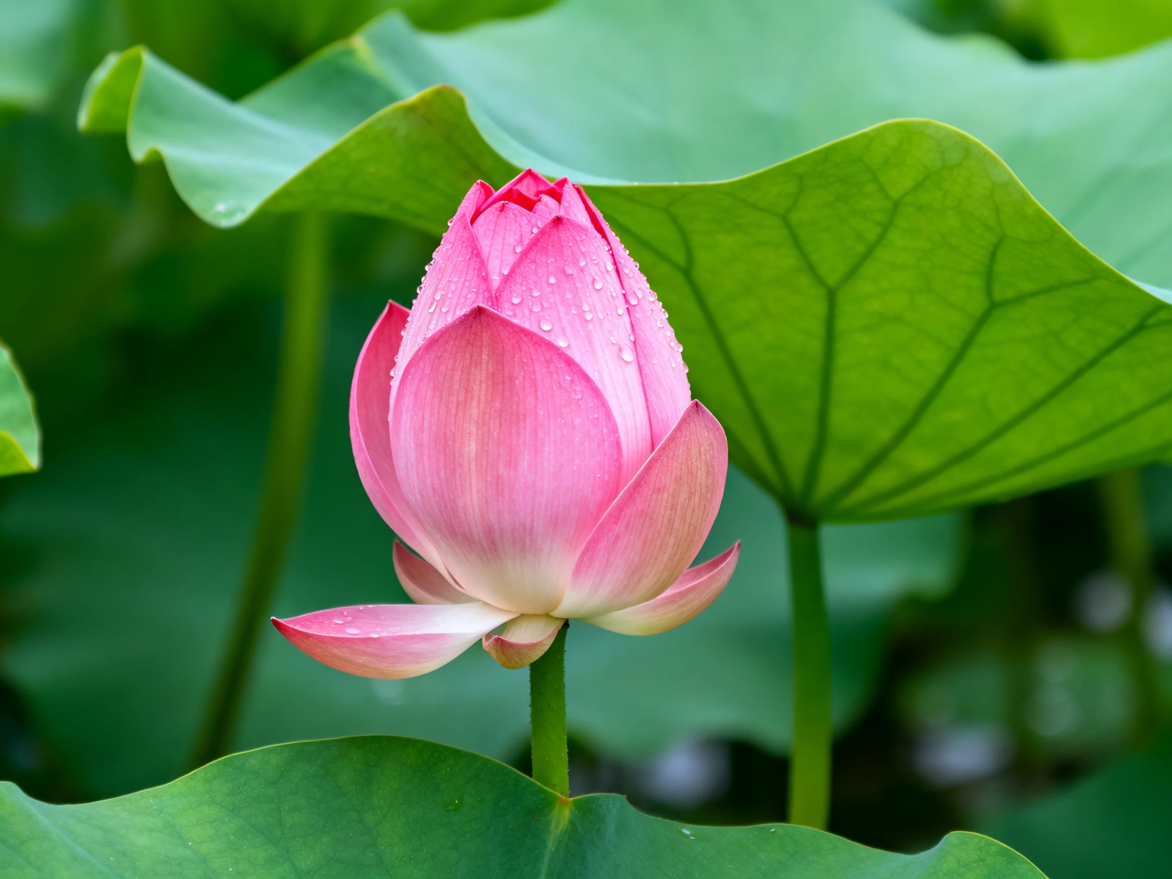 Pink lotus bud with dewdrops amid large green leaves