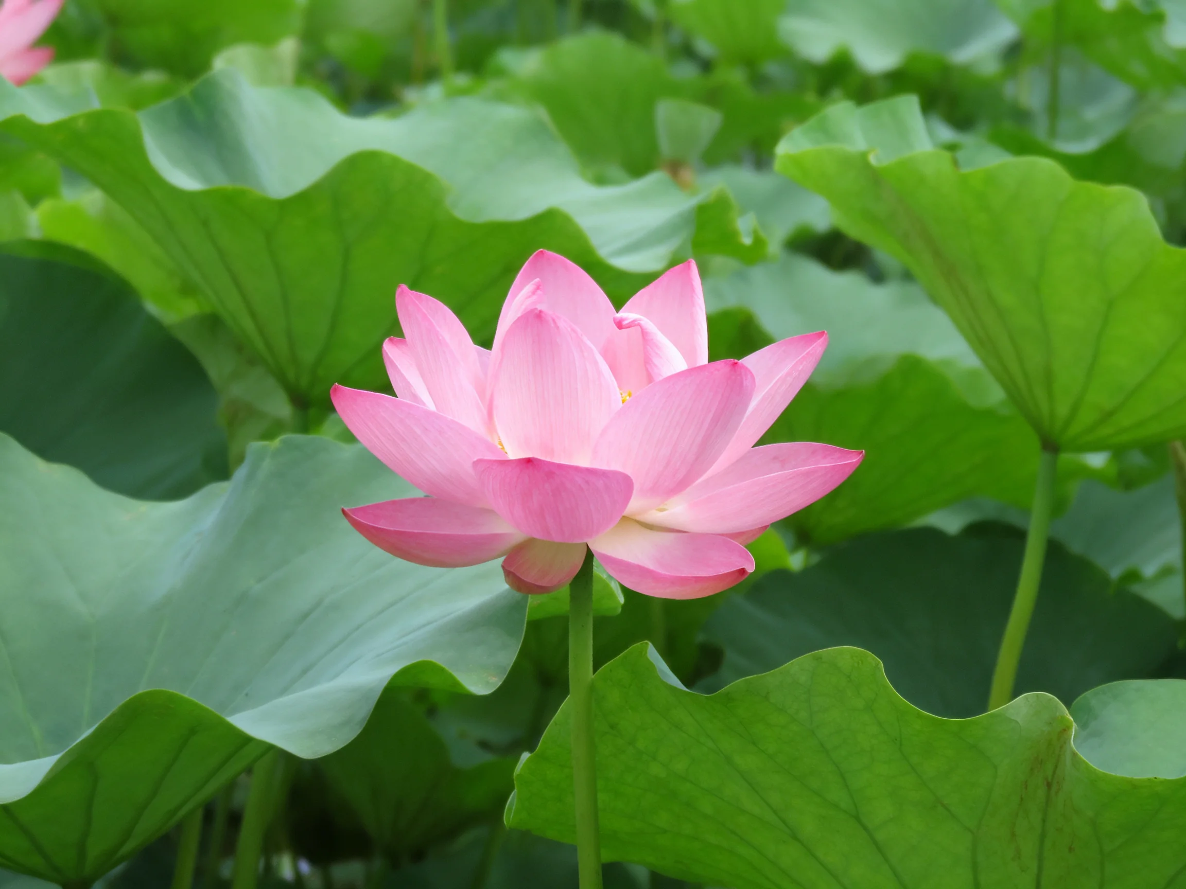 Pink lotus flower surrounded by broad green leaves