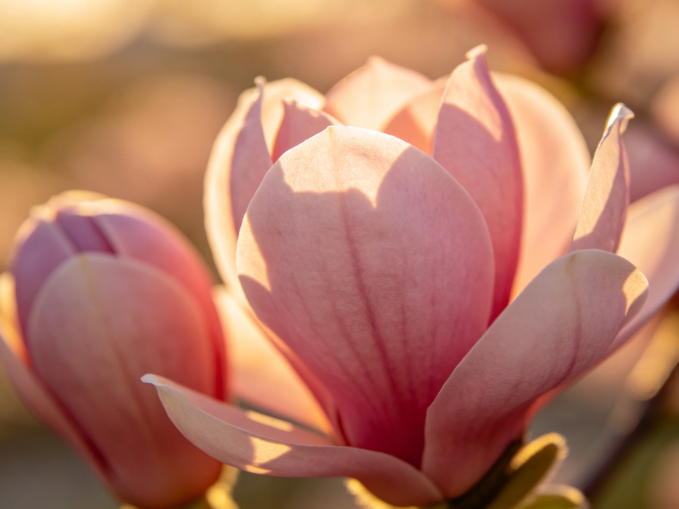 Pink magnolia blossoms glowing under golden sunlight