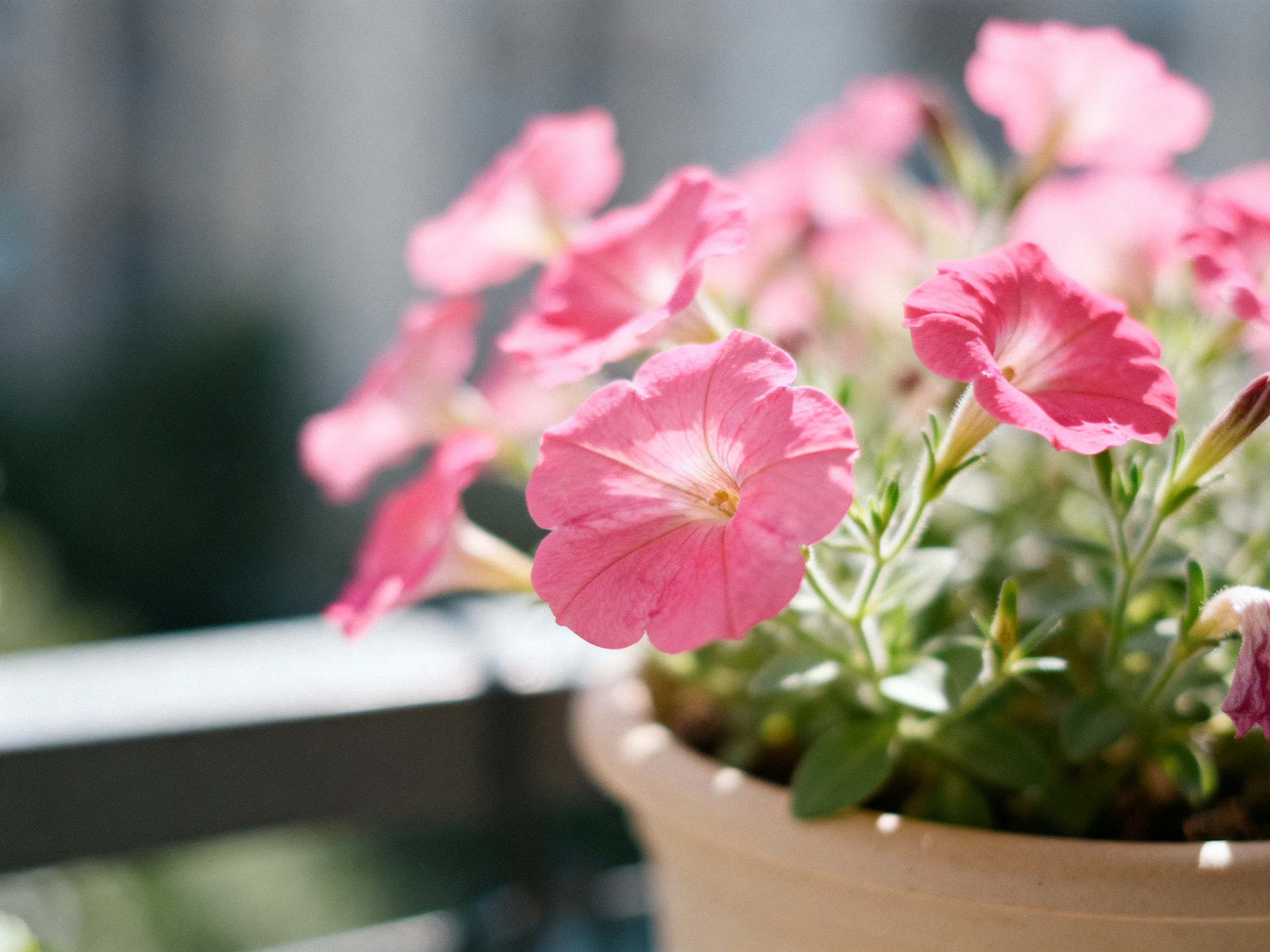 Pink petunias bloom vibrantly in a terracotta planter outdoors