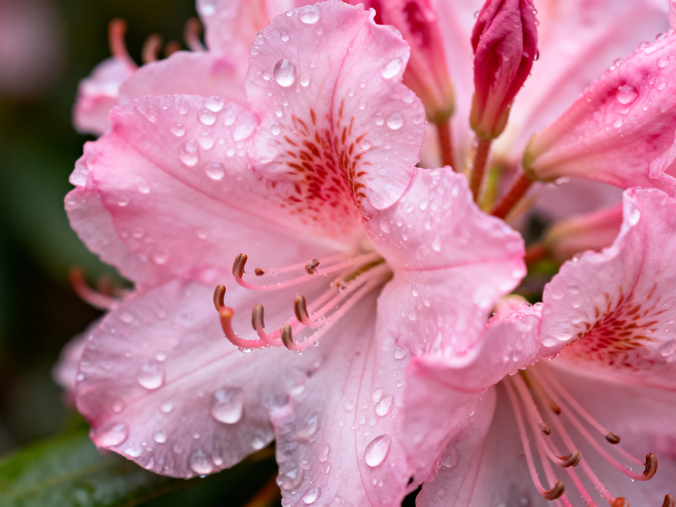 Pink rhododendron flowers covered in glistening dewdrops