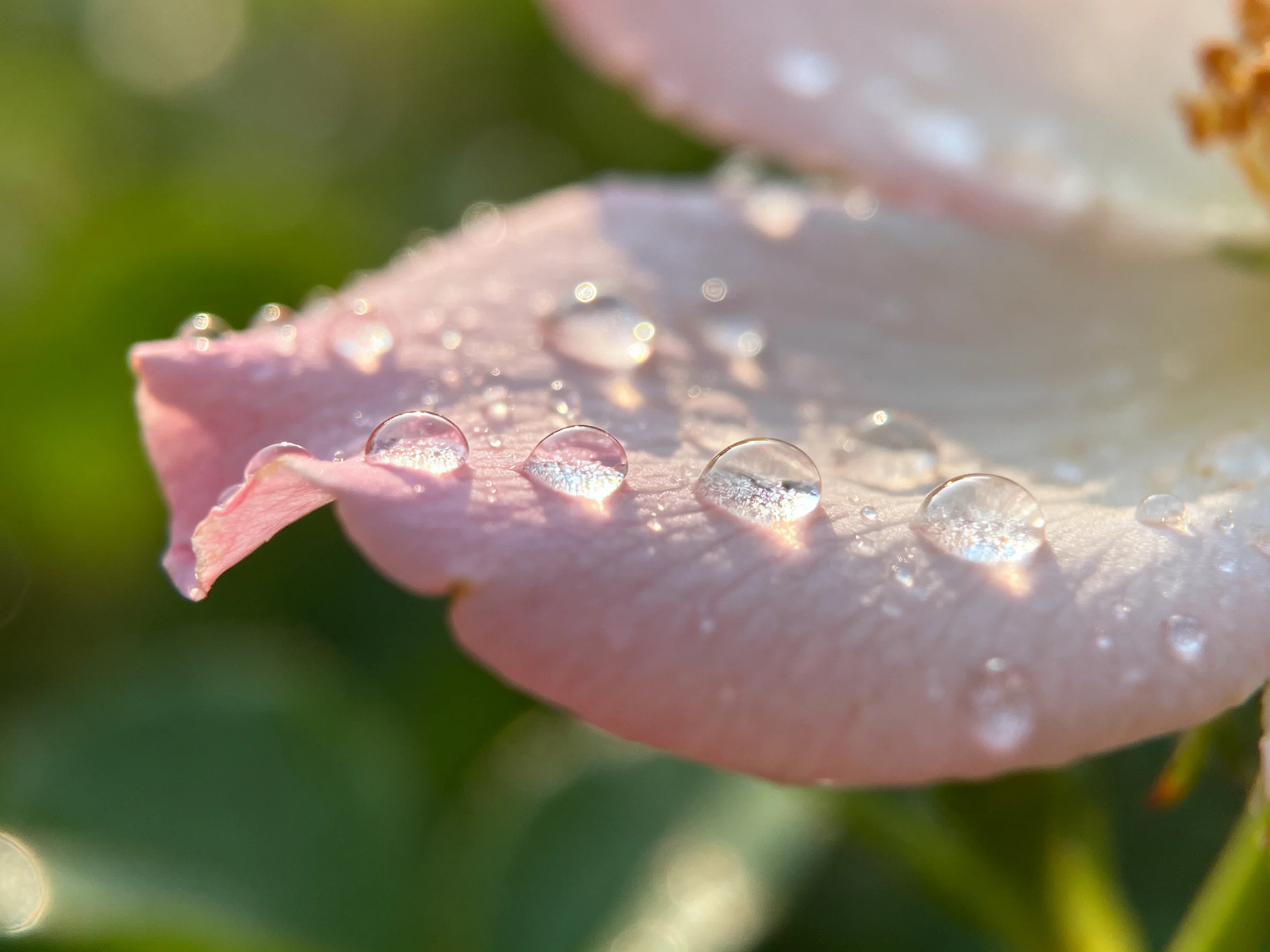 Pink rose petals dotted with glistening dewdrops under warm sunlight