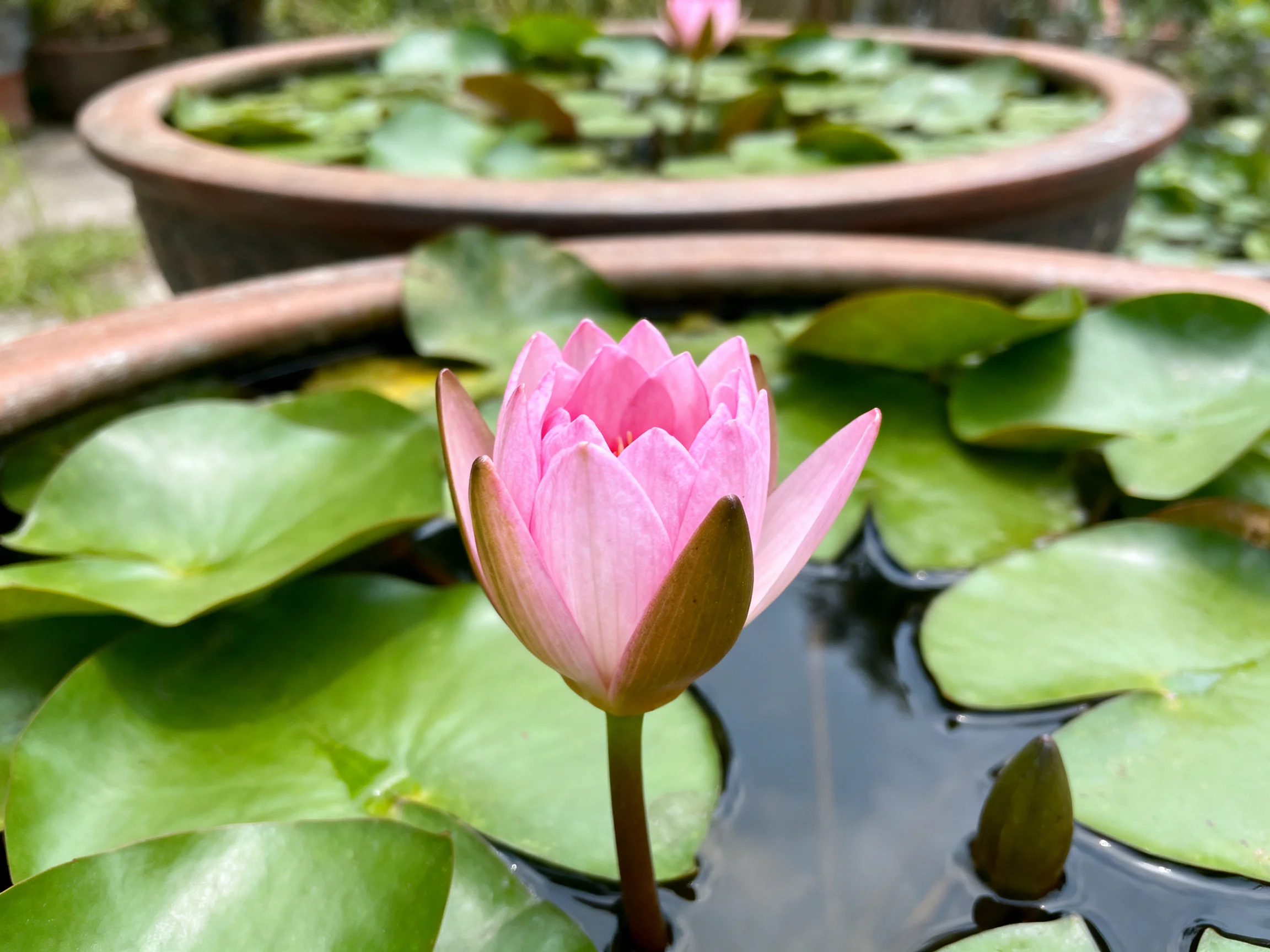 Pink water lily blooms amid green lily pads in large terracotta pots