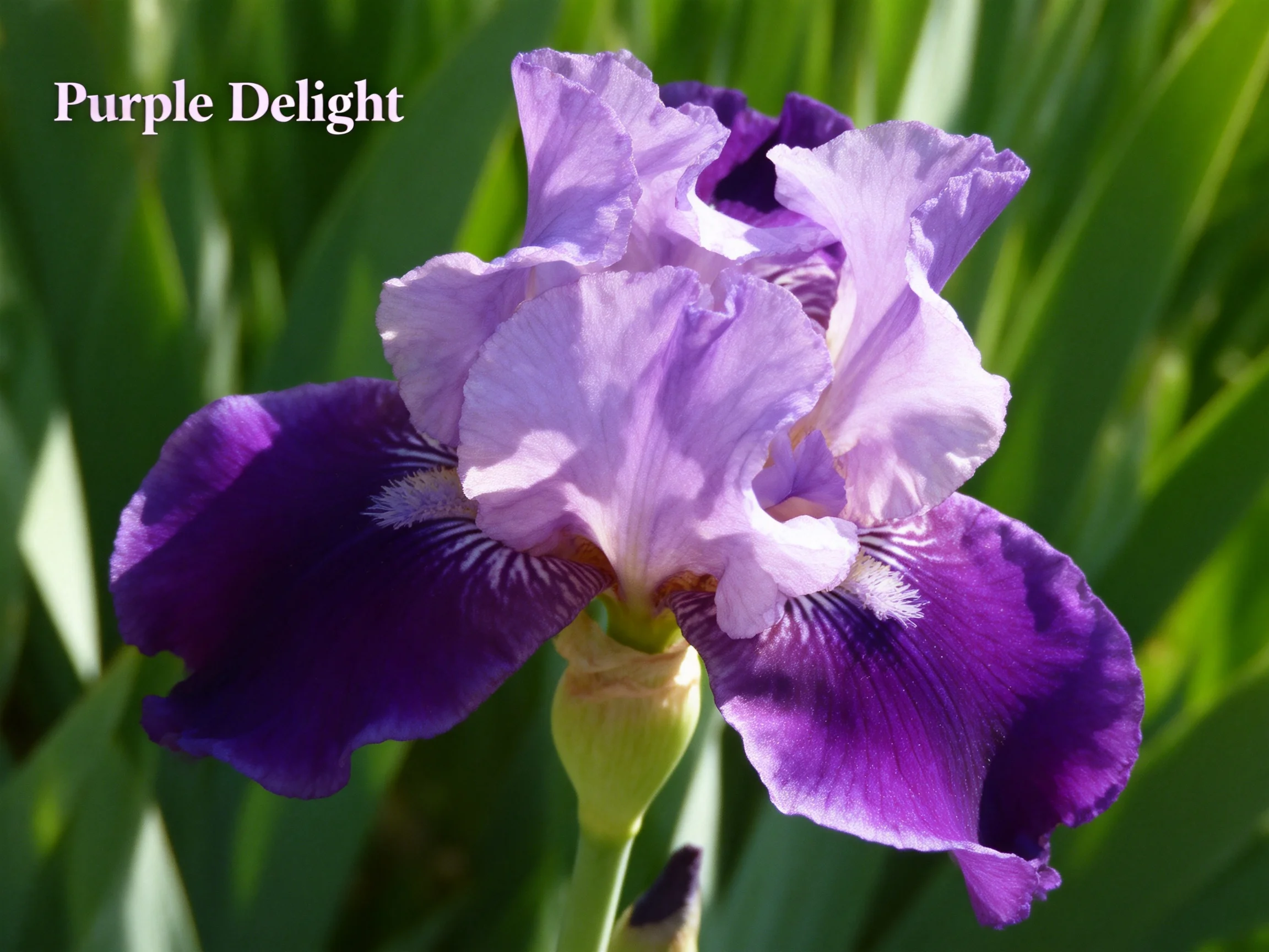 Purple Delight iris with vibrant purple and lavender petals