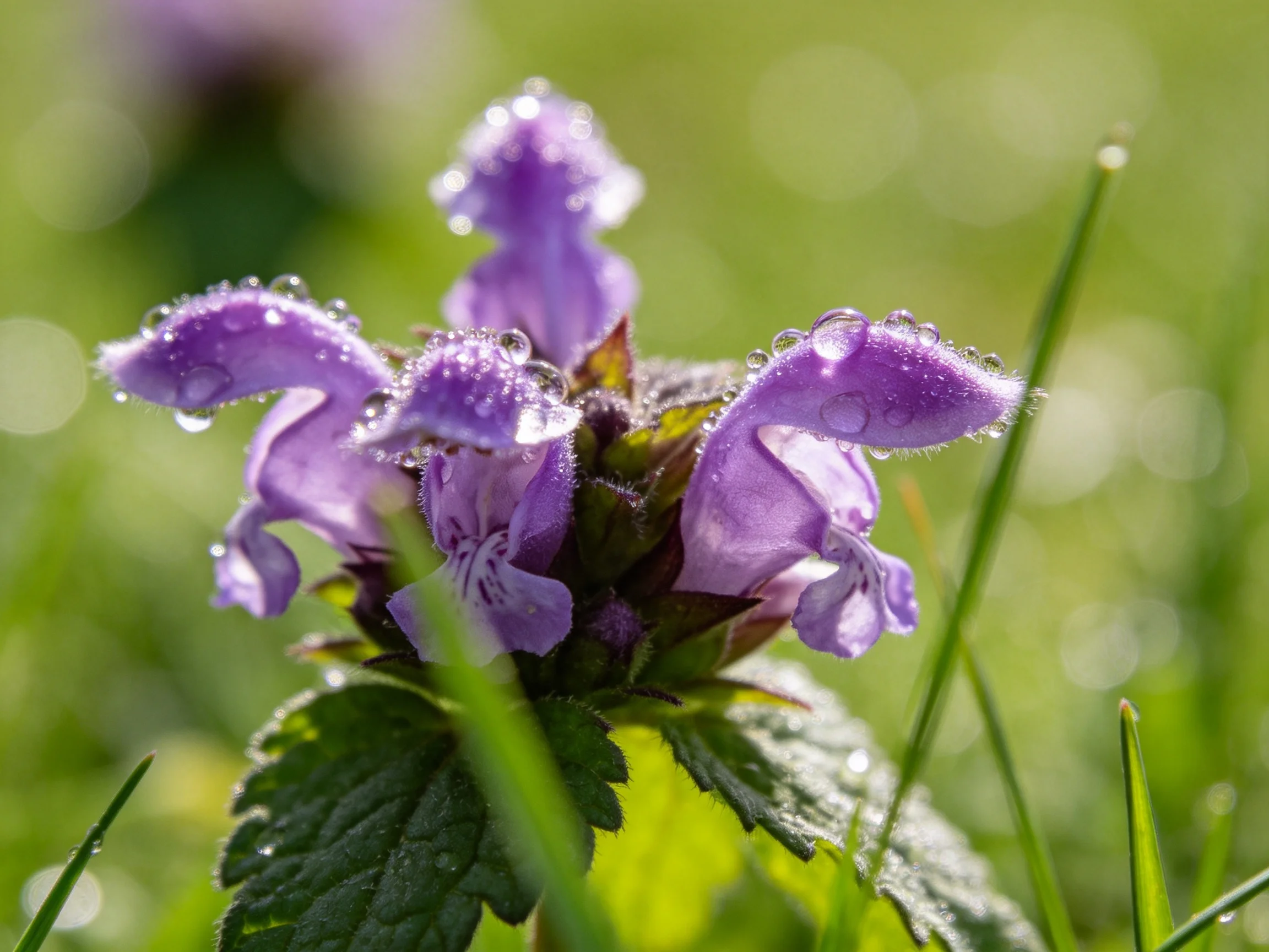Purple Flowers With Dew Drops in a Sunlit Green Setting