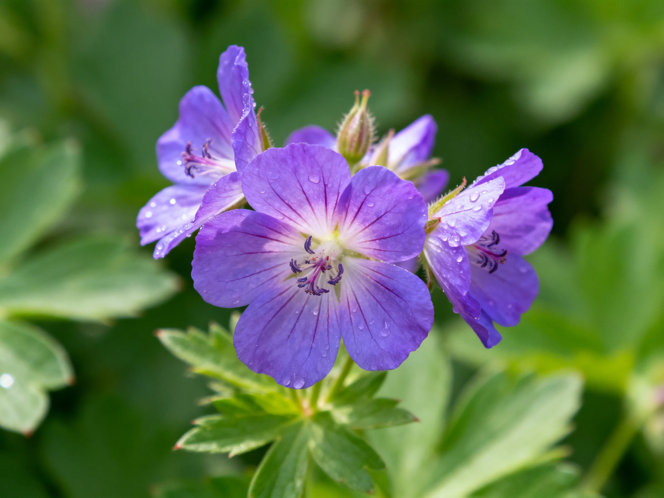 Purple Geranium Blooms with Dewdrops Amid Verdant Foliage