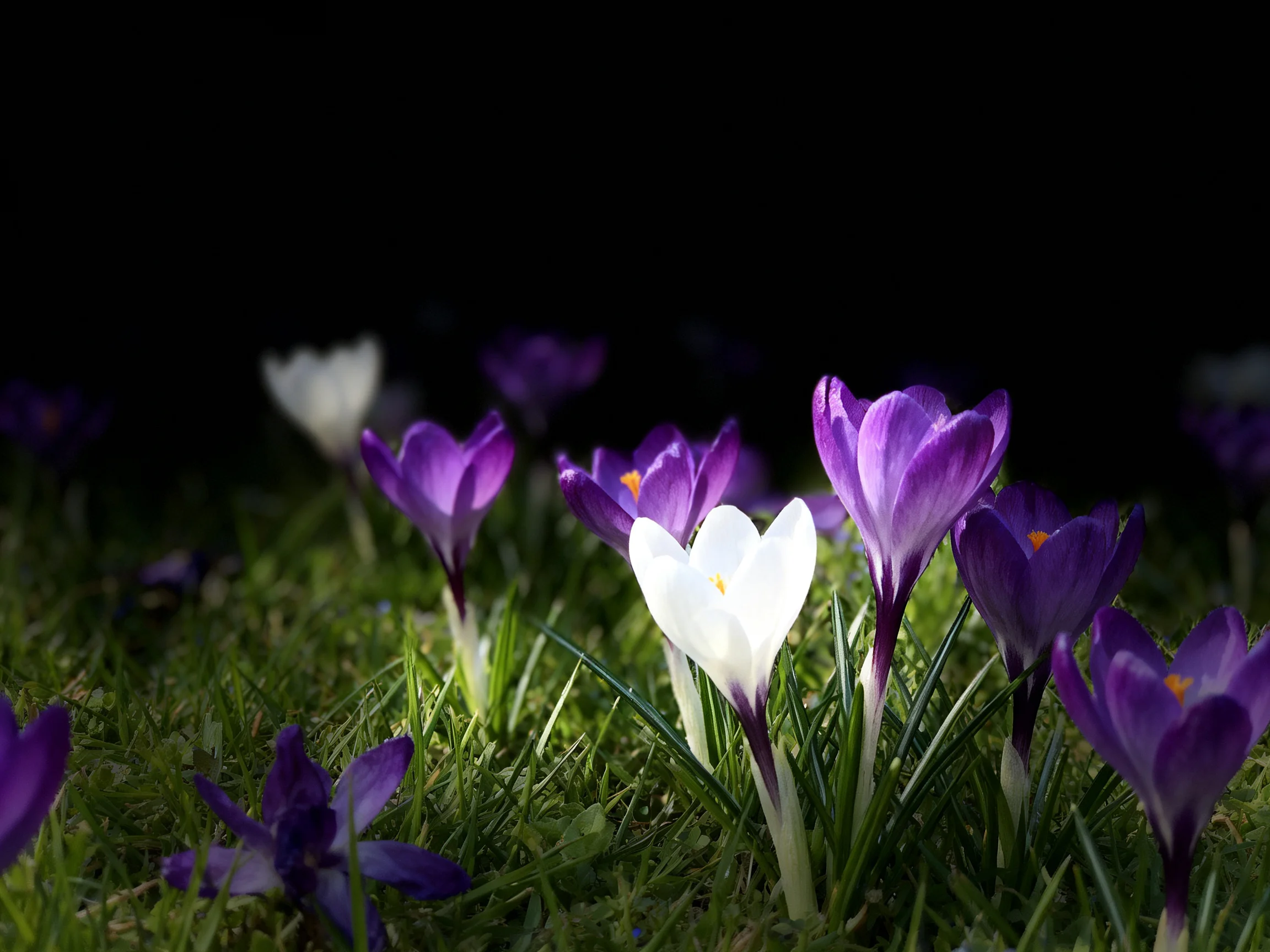 Purple and white crocuses bloom among green grass under soft light