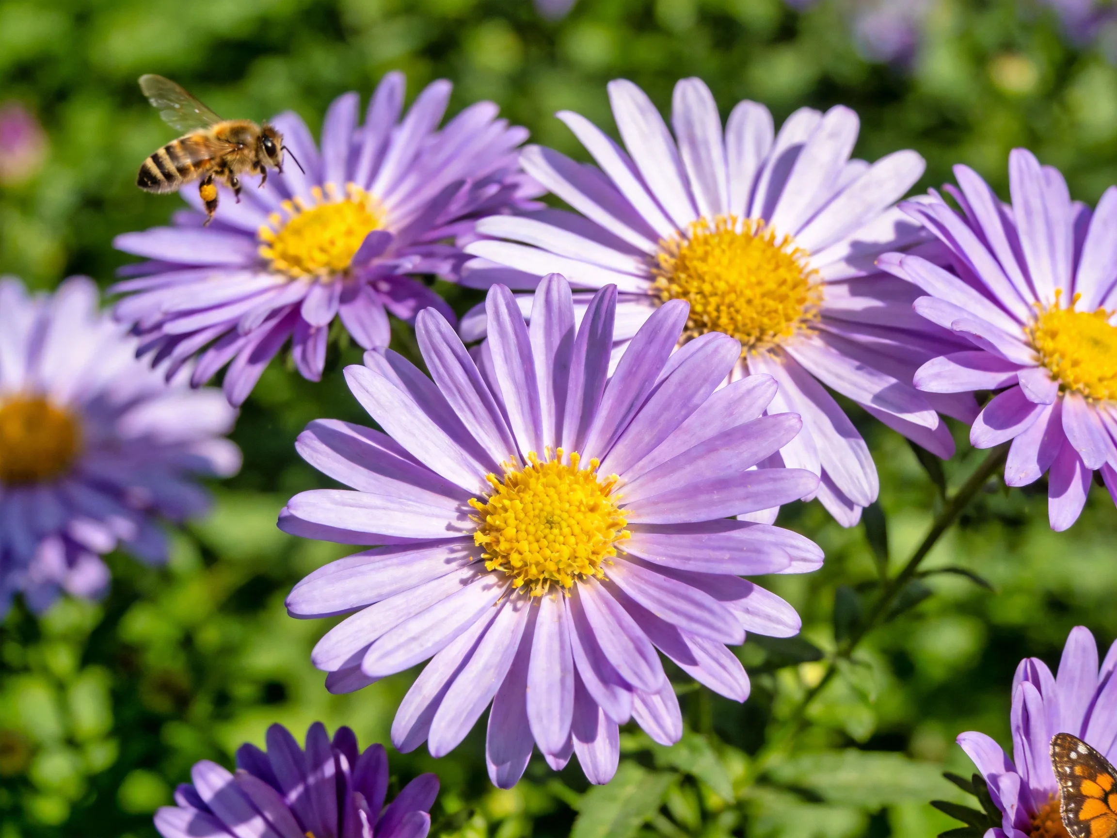 Purple aster flowers bloom with bees and butterflies amid lush green foliage