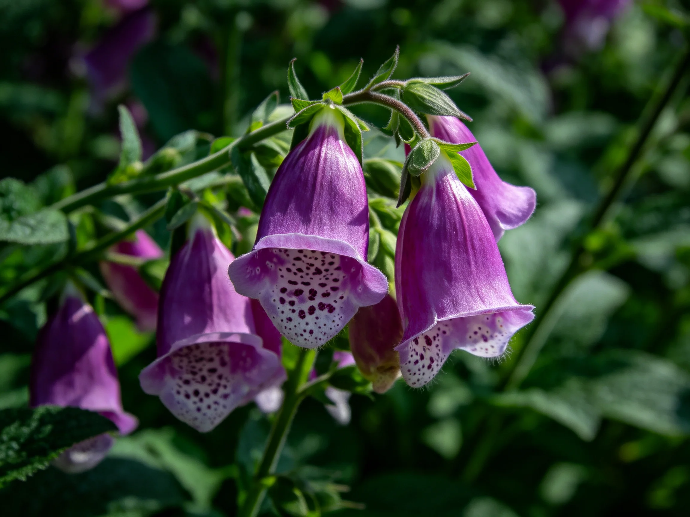Purple bell-shaped foxglove flowers with spotted interiors