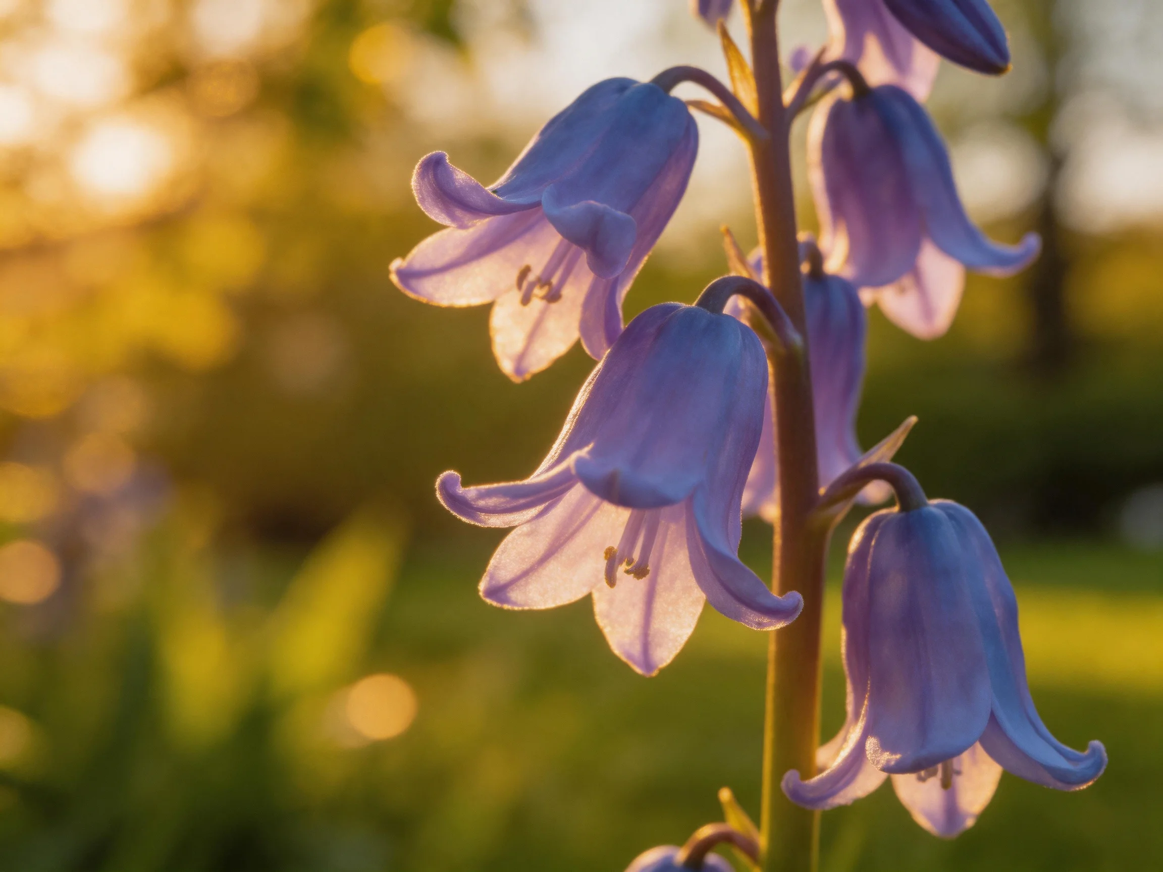 Purple-blue bellflowers illuminated by golden sunset light
