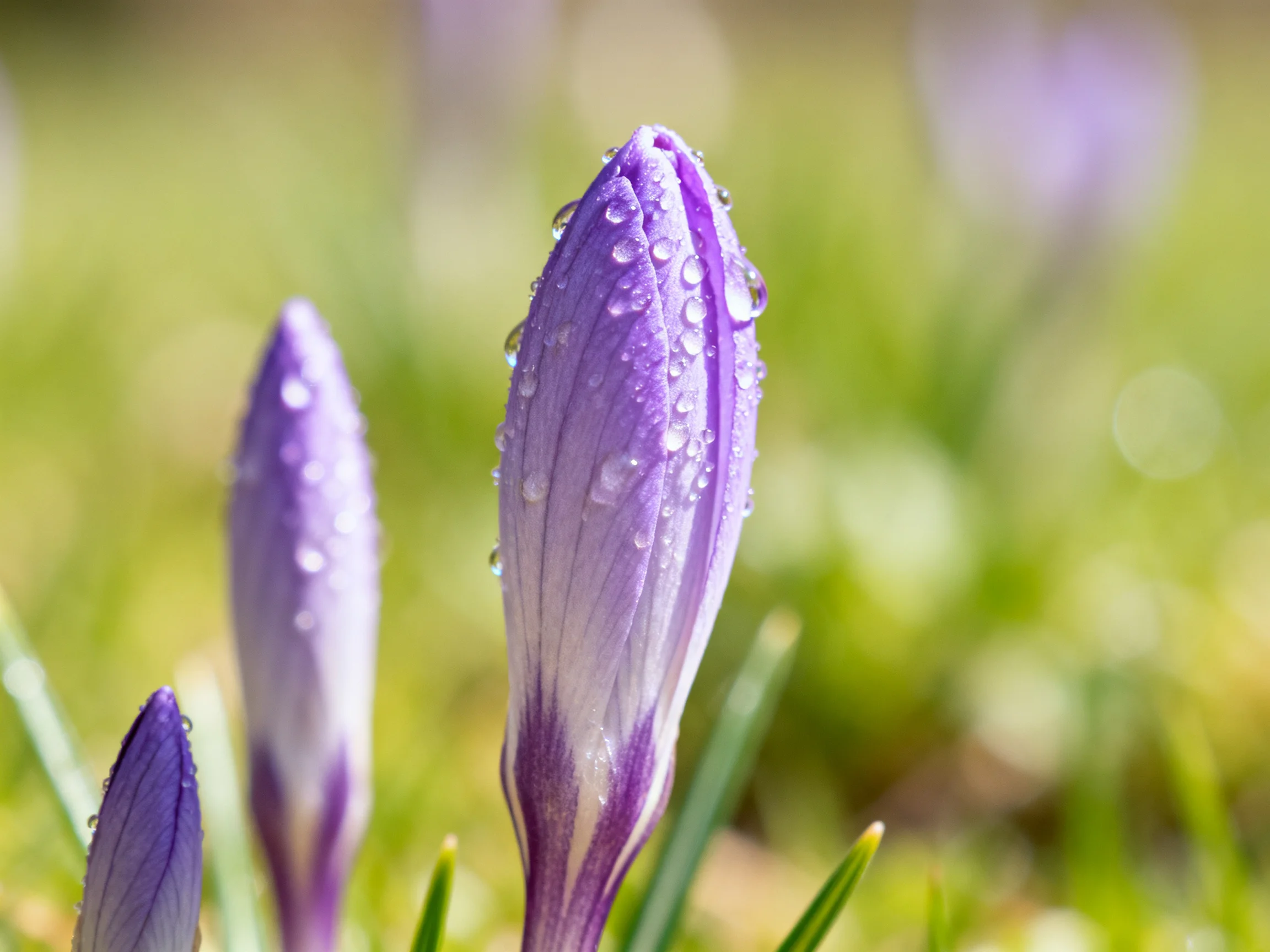 Purple crocus buds with dewdrops in a sunlit meadow