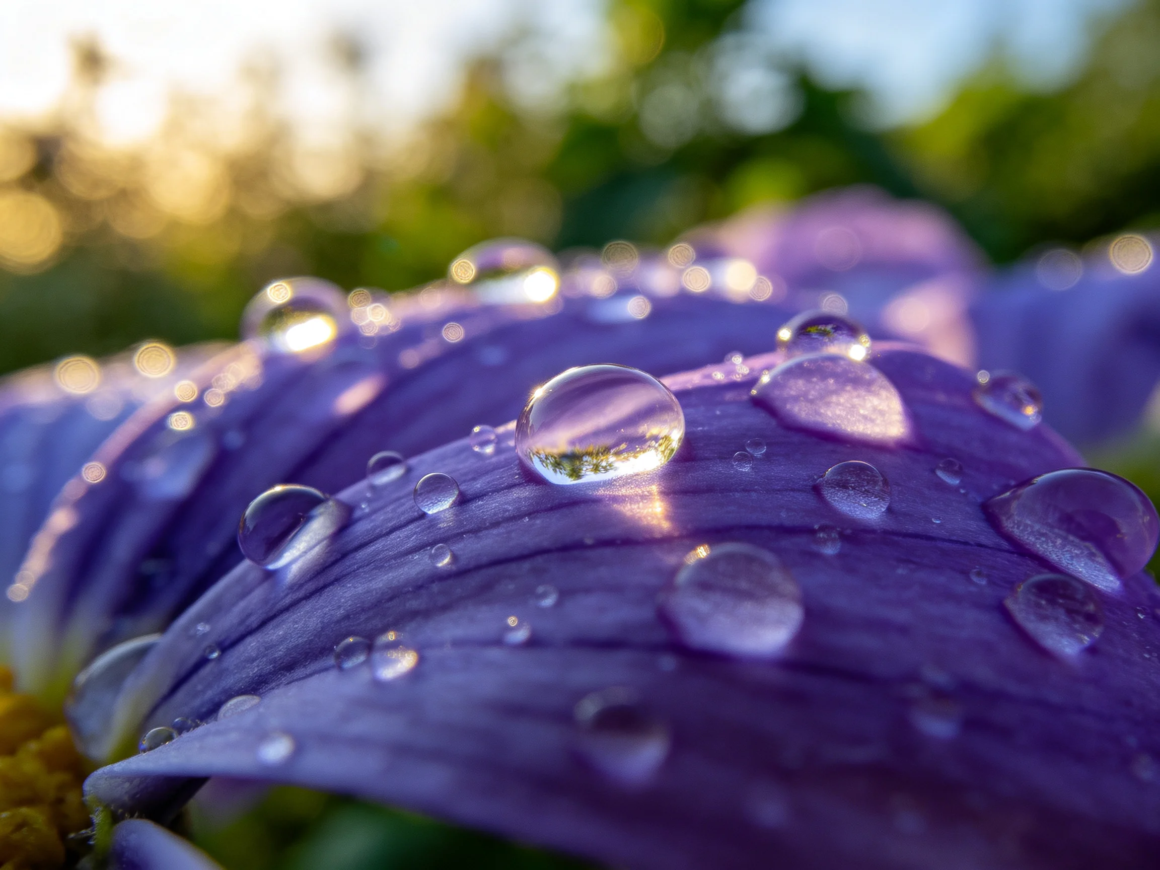 Purple flower petals adorned with multiple clear water droplets