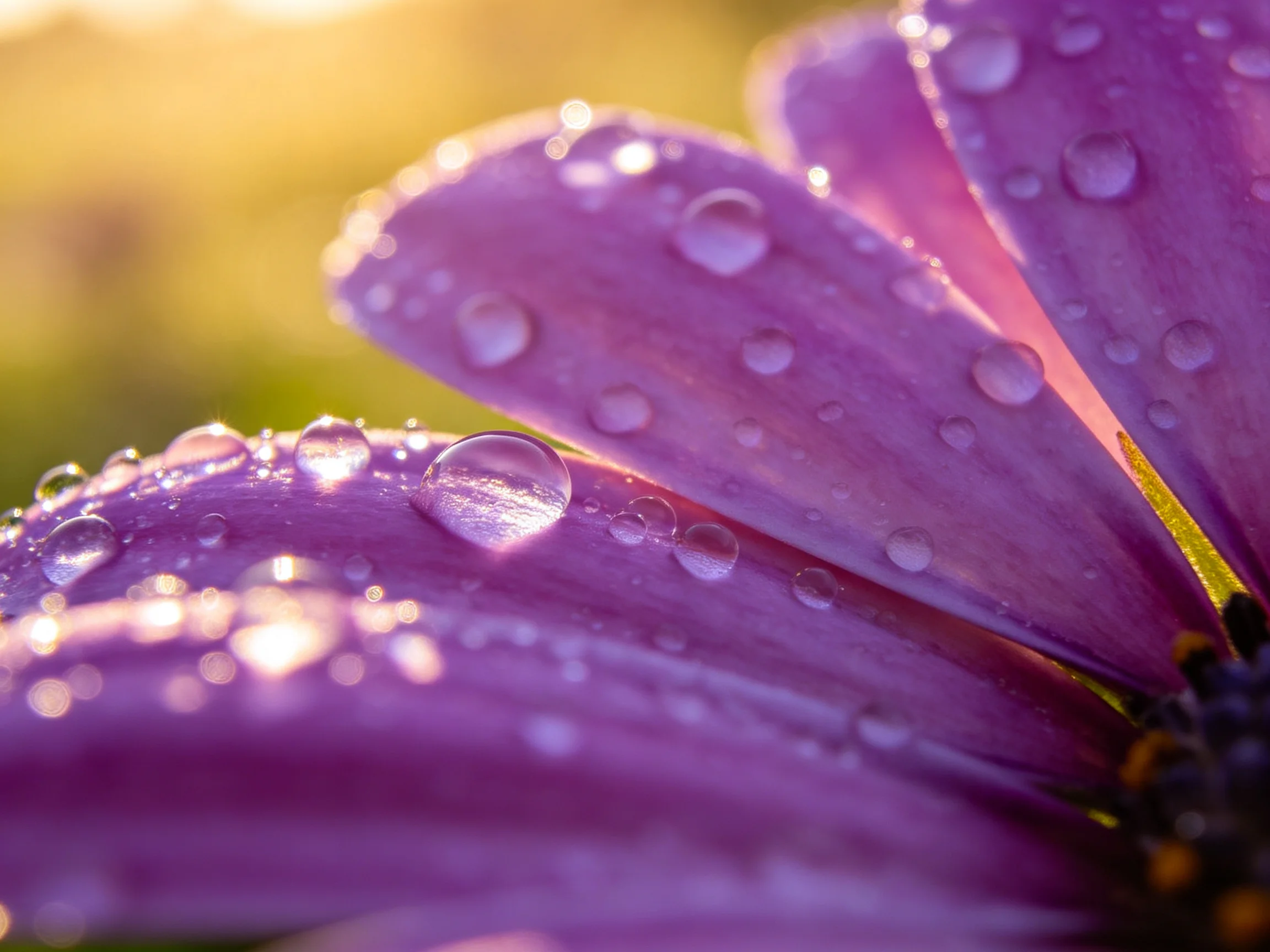 Purple flower petals dotted with shimmering water droplets