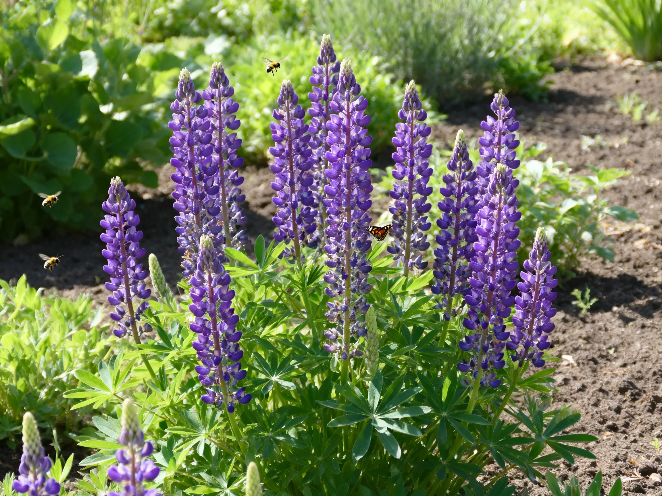 Purple lupines bloom abundantly amid bees and butterflies in a sunlit garden