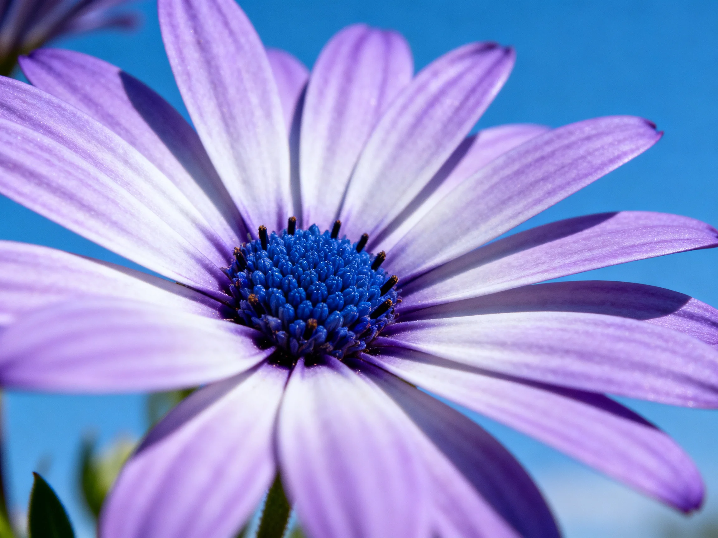 Purple petals radiate from a deep blue flower center under a clear blue sky
