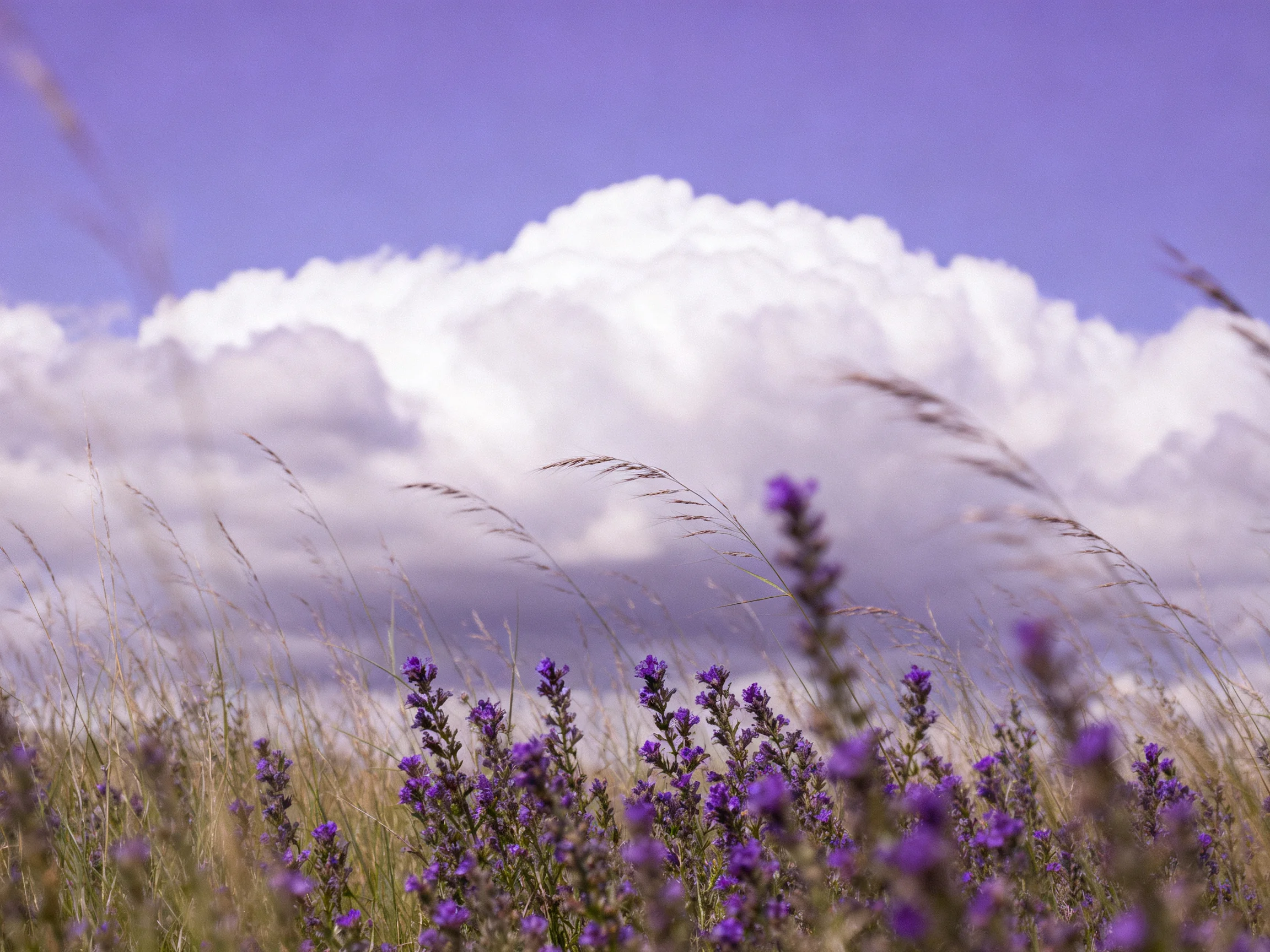 Purple wildflowers and tall grass beneath a cloudy blue sky