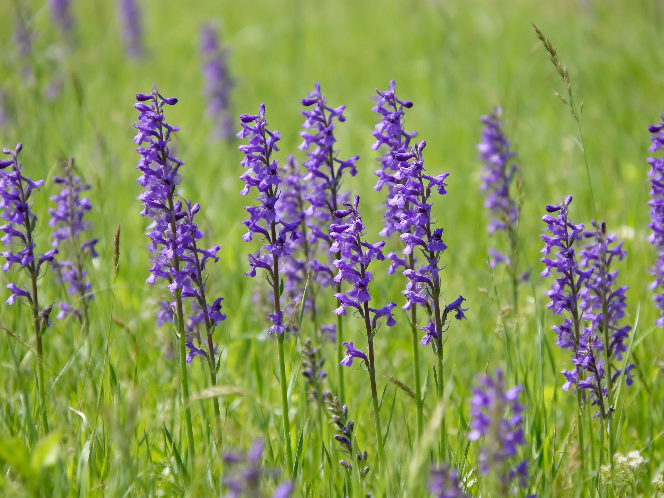 Purple wildflowers bloom abundantly among lush green grass