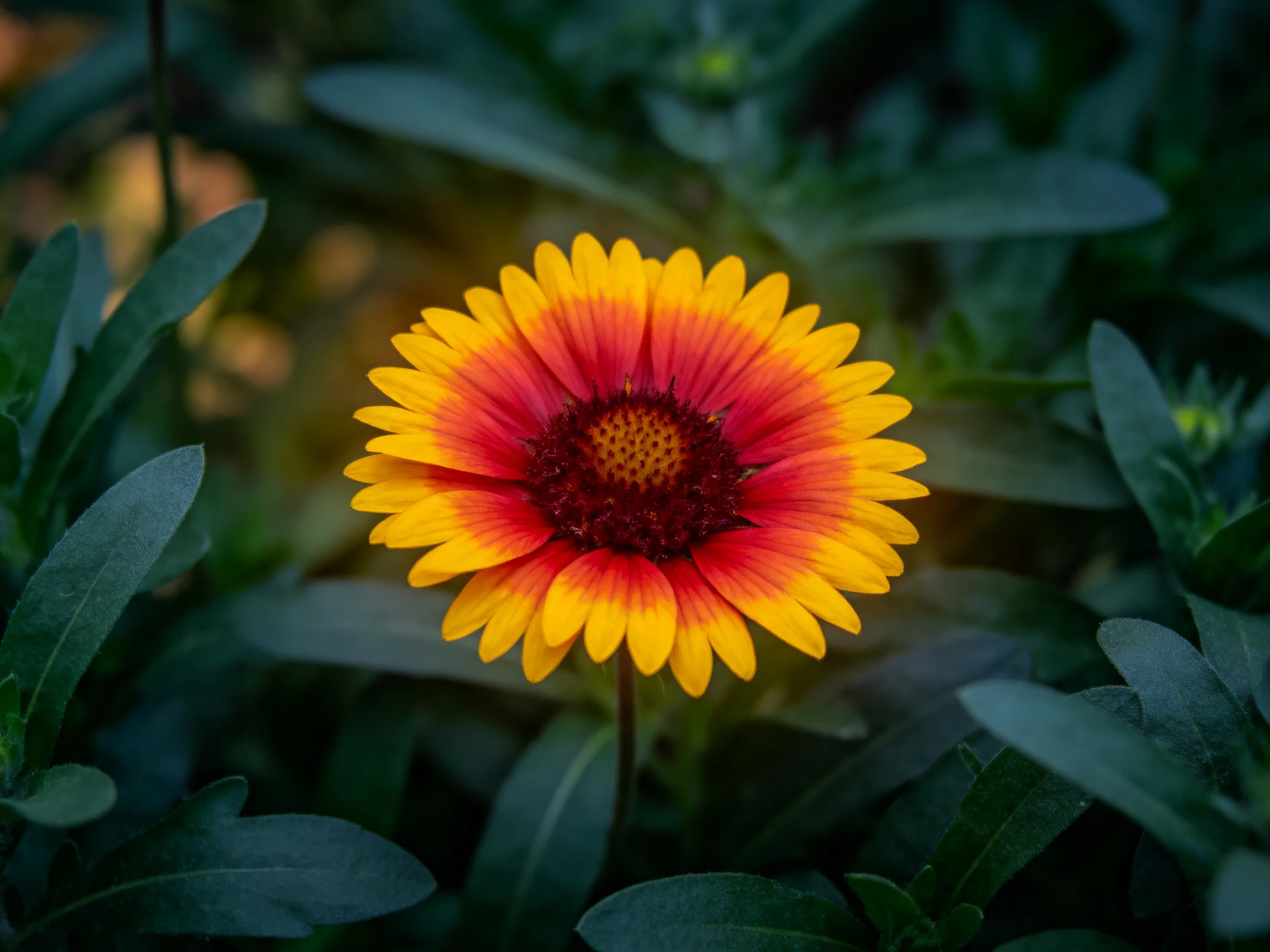 Red and yellow flower centered among dark green foliage