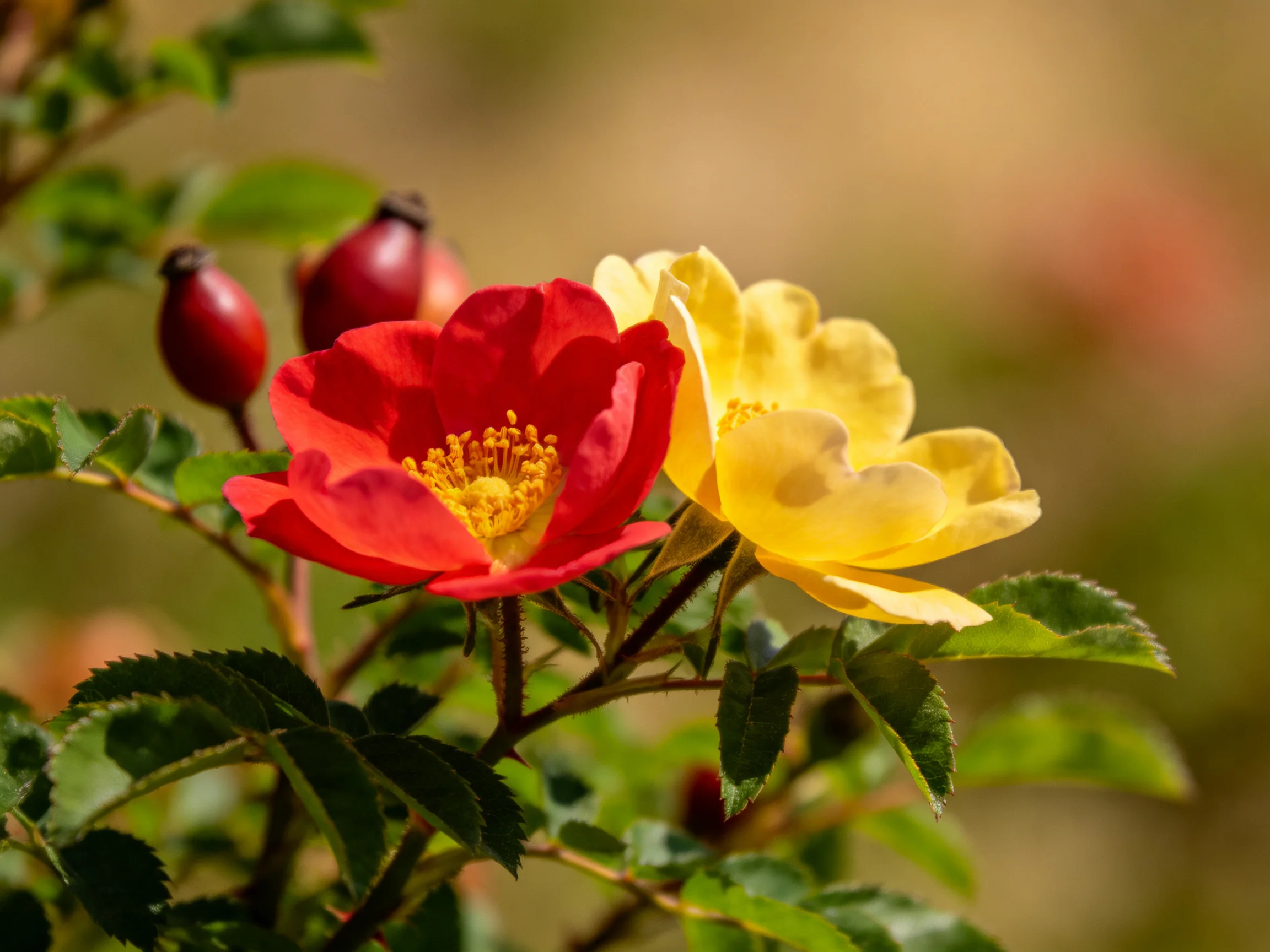 Red and yellow roses bloom near rose hips with green foliage