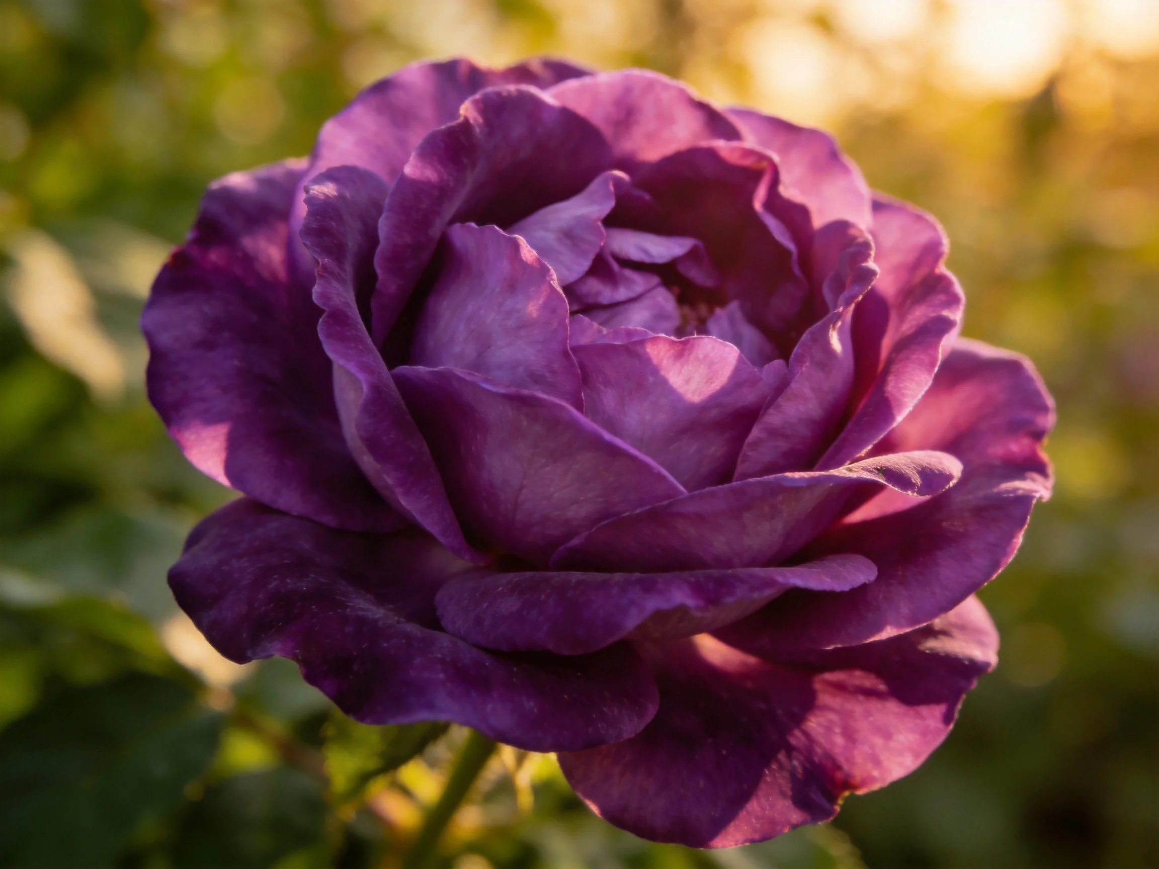 Rich purple rose with layered petals in warm sunlight