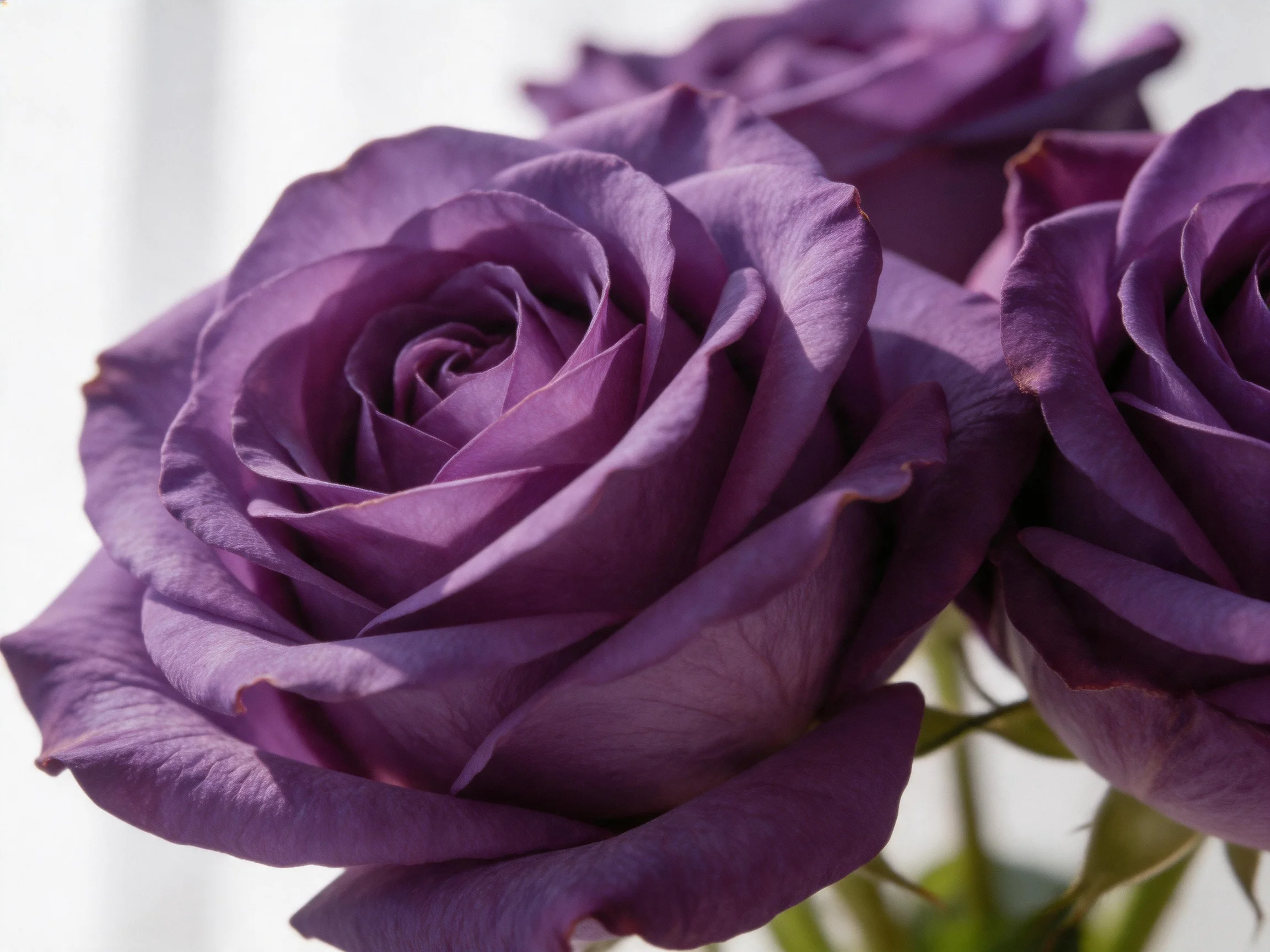 Rich purple roses with layered petals and soft lighting