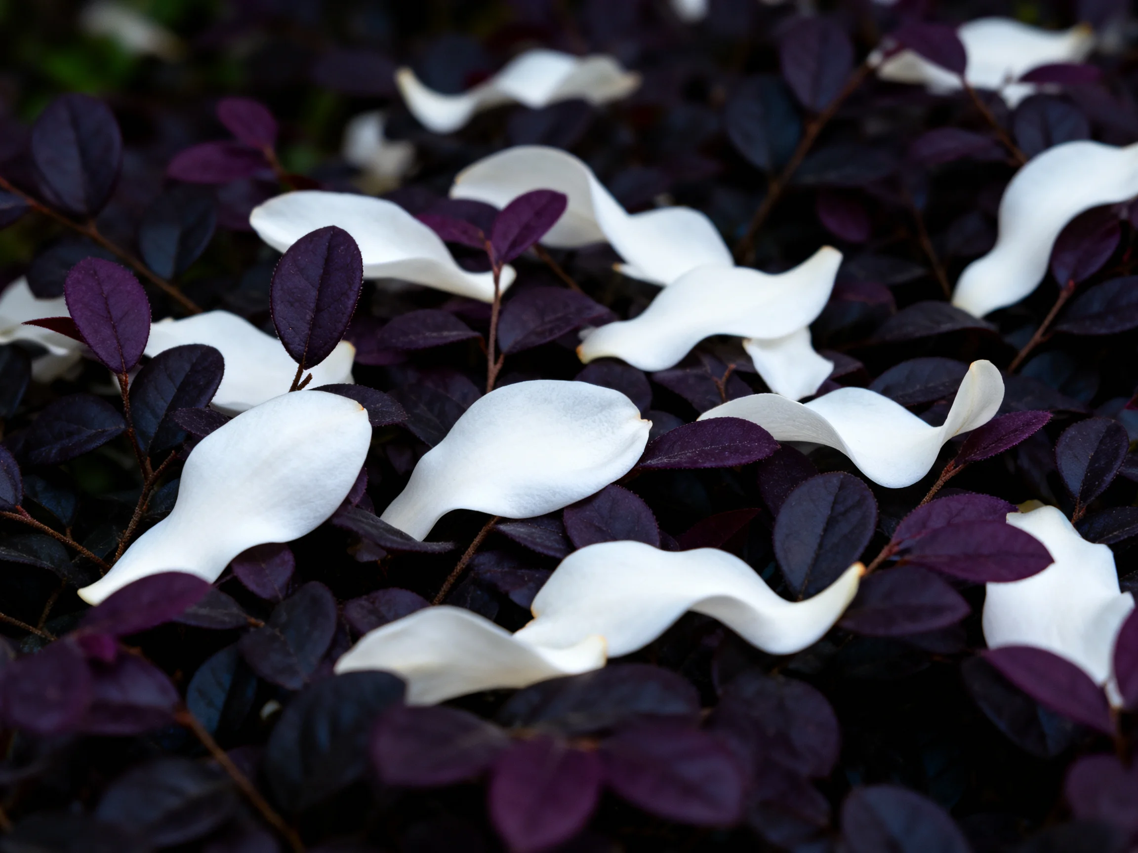 Scattered white petals among dark purple foliage