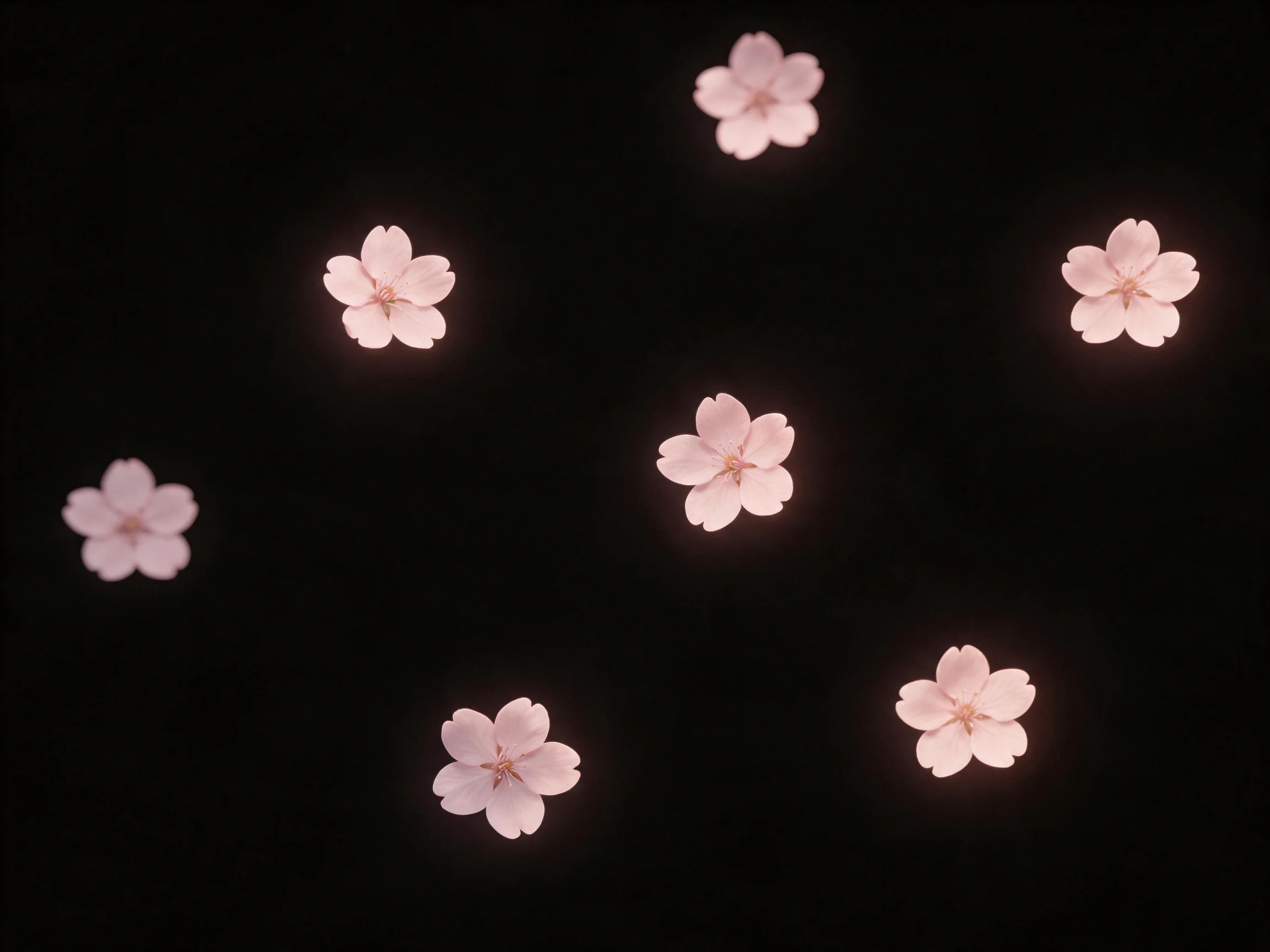 Seven delicate pink cherry blossoms scattered across a stark black background