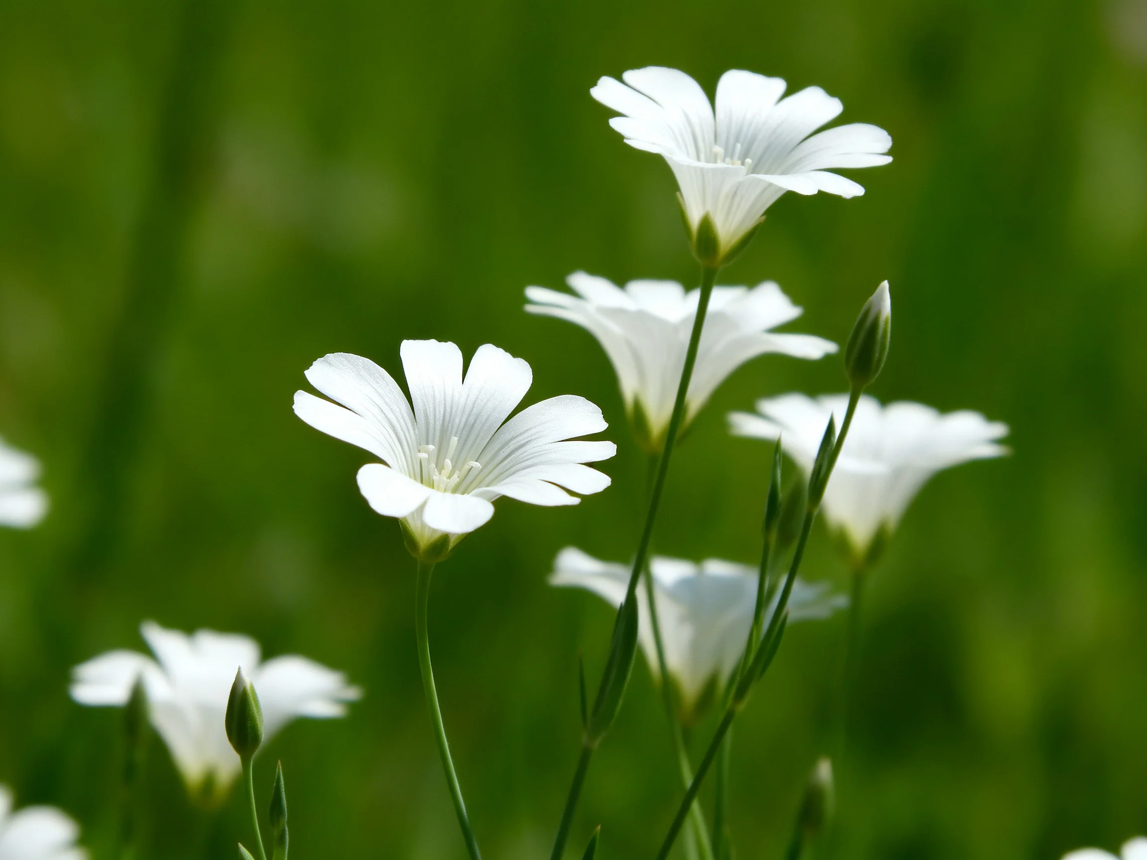 Several delicate white flowers bloom amid a lush green backdrop