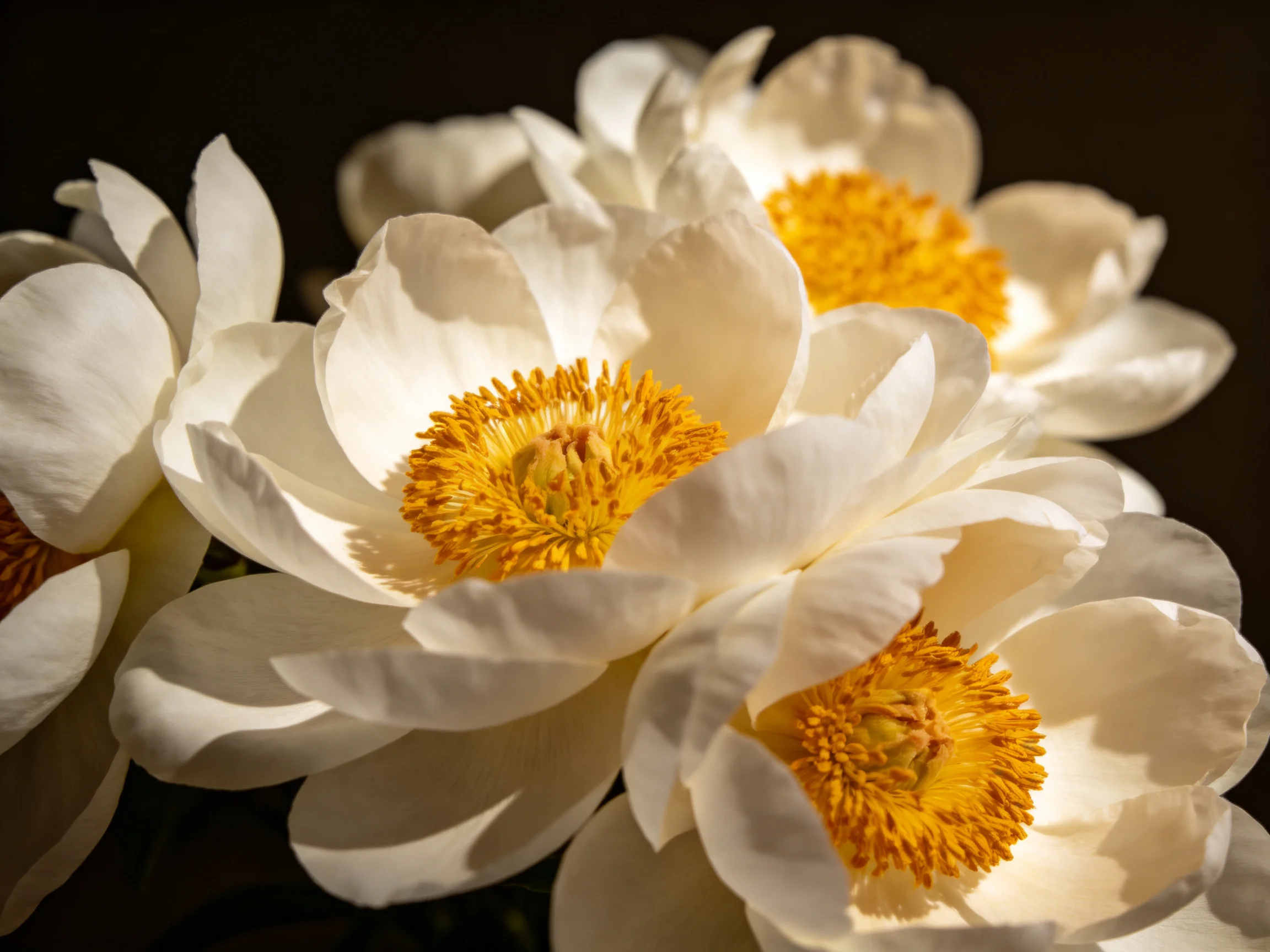 Several large white peonies with bright yellow centers