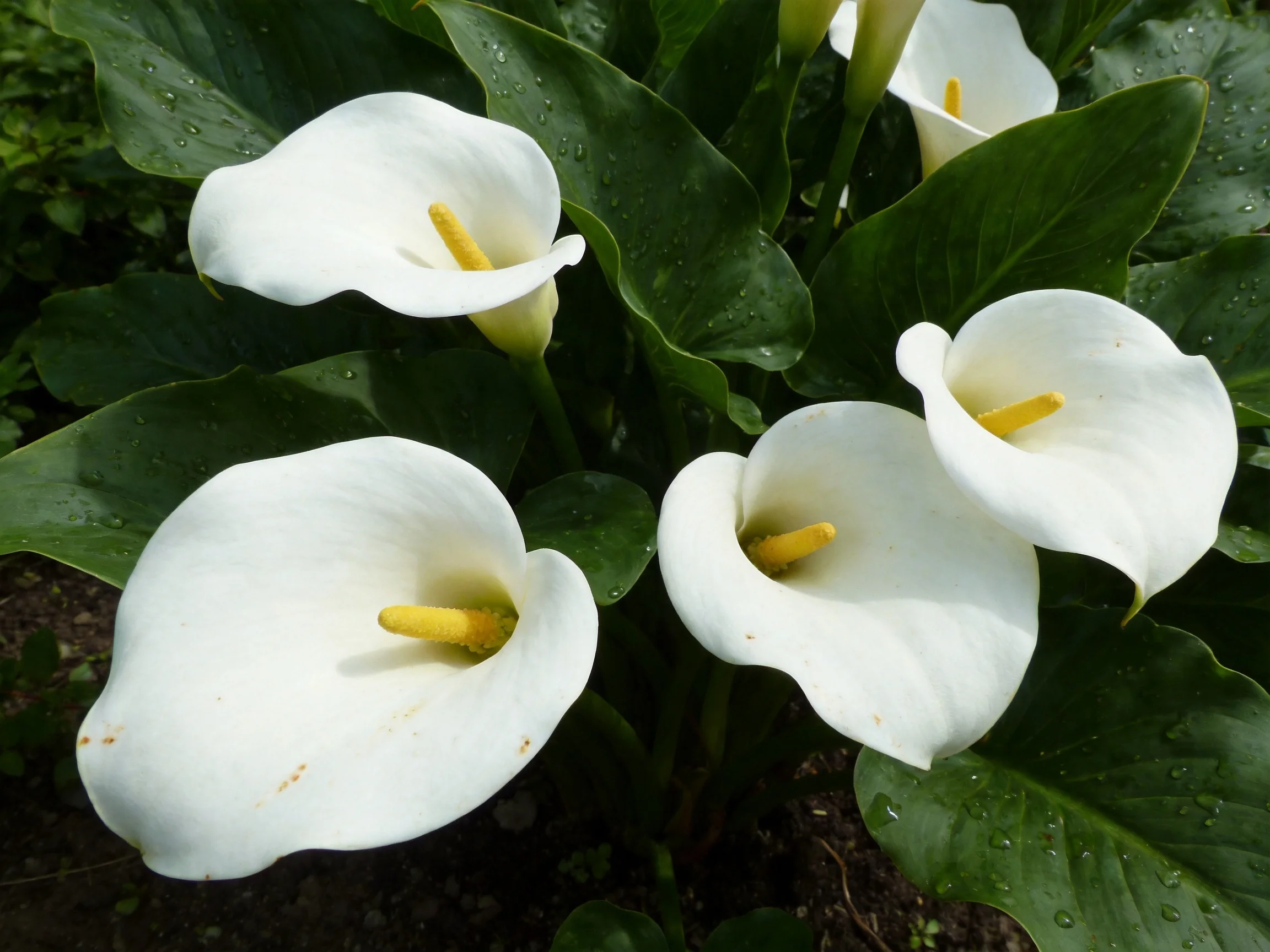 Several white calla lilies with yellow centers amid lush green foliage