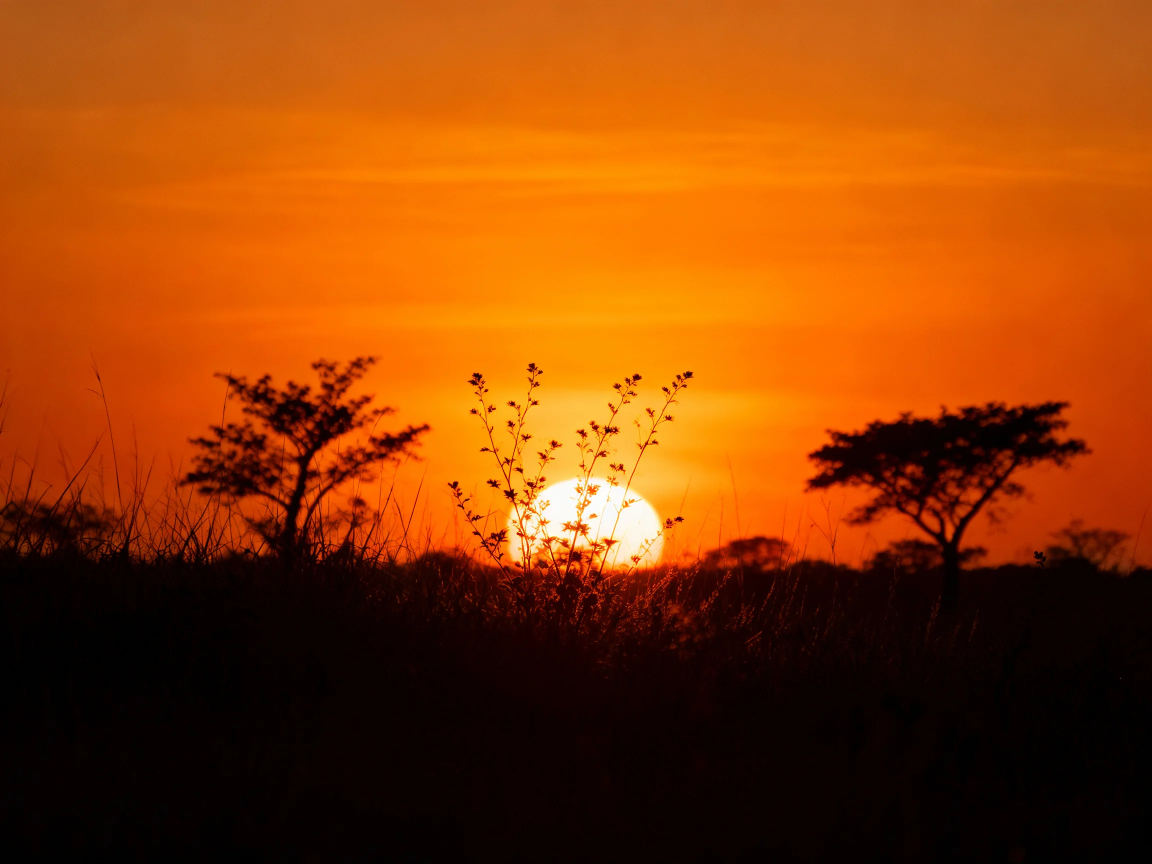Silhouetted acacia trees beneath a vibrant orange sunset